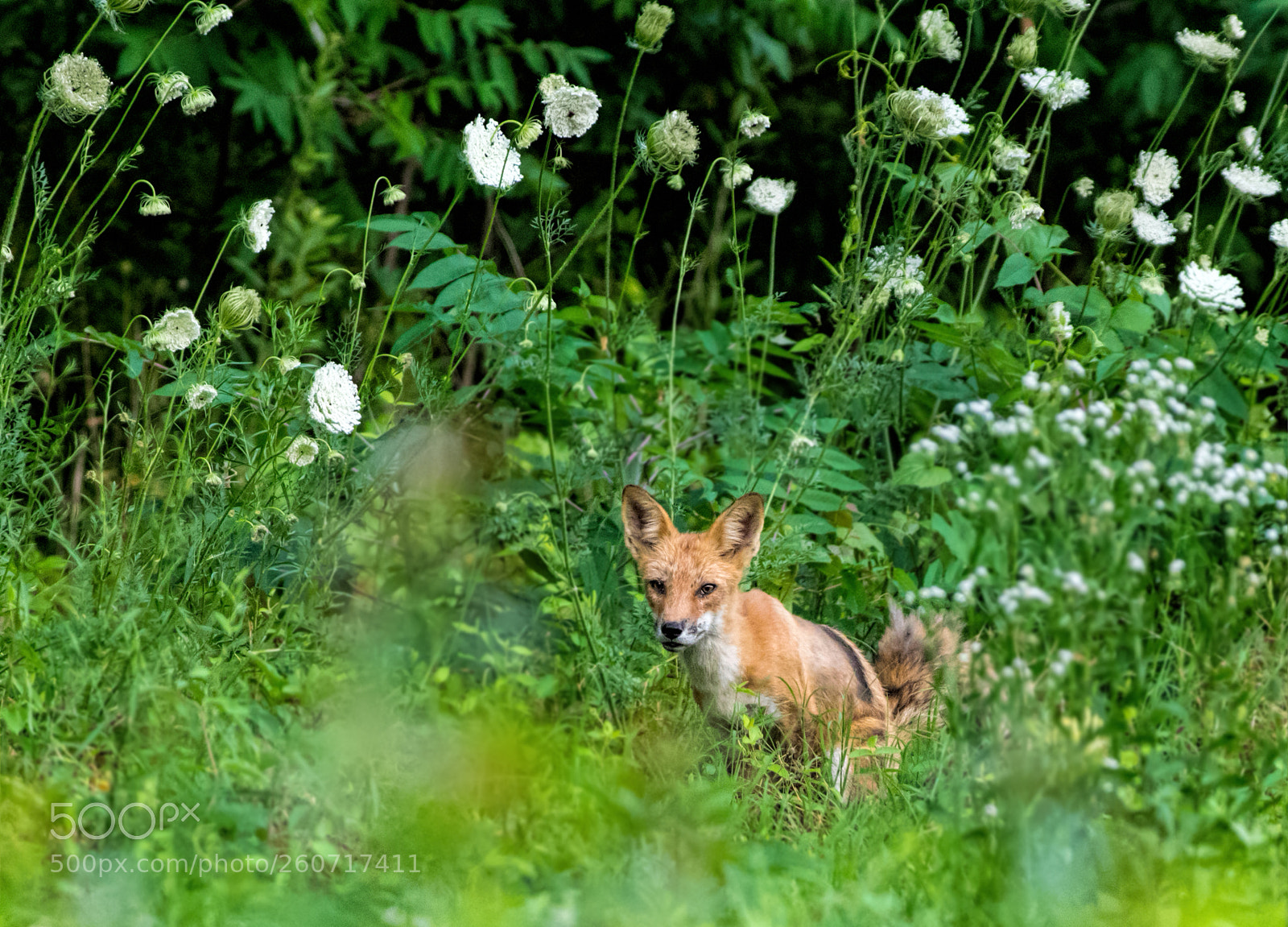 Pentax K-3 sample photo. Red fox squatting photography