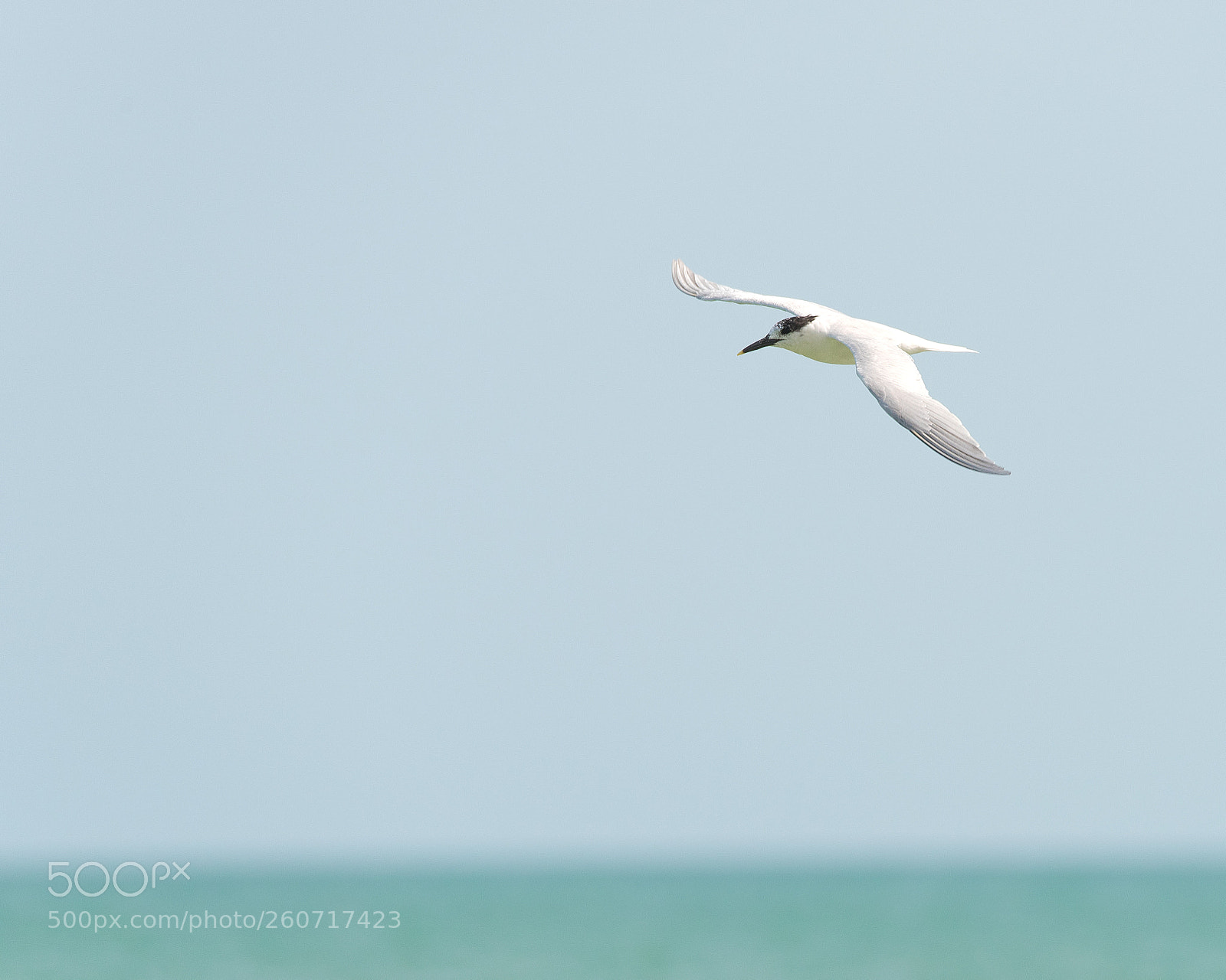 Nikon D750 sample photo. Sandwich tern photography