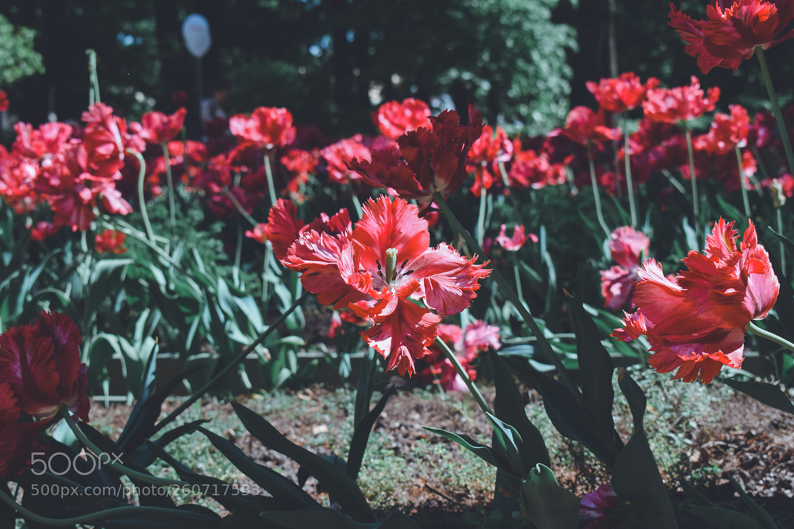 Nikon D3300 sample photo. СПБ photography