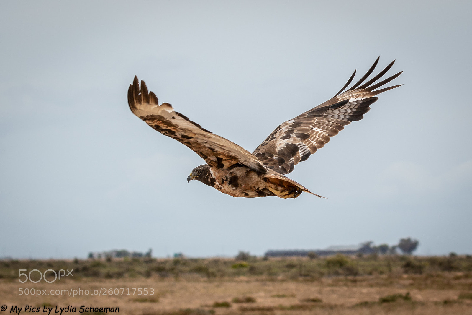 Canon EOS 7D Mark II sample photo. Jackal buzzard photography