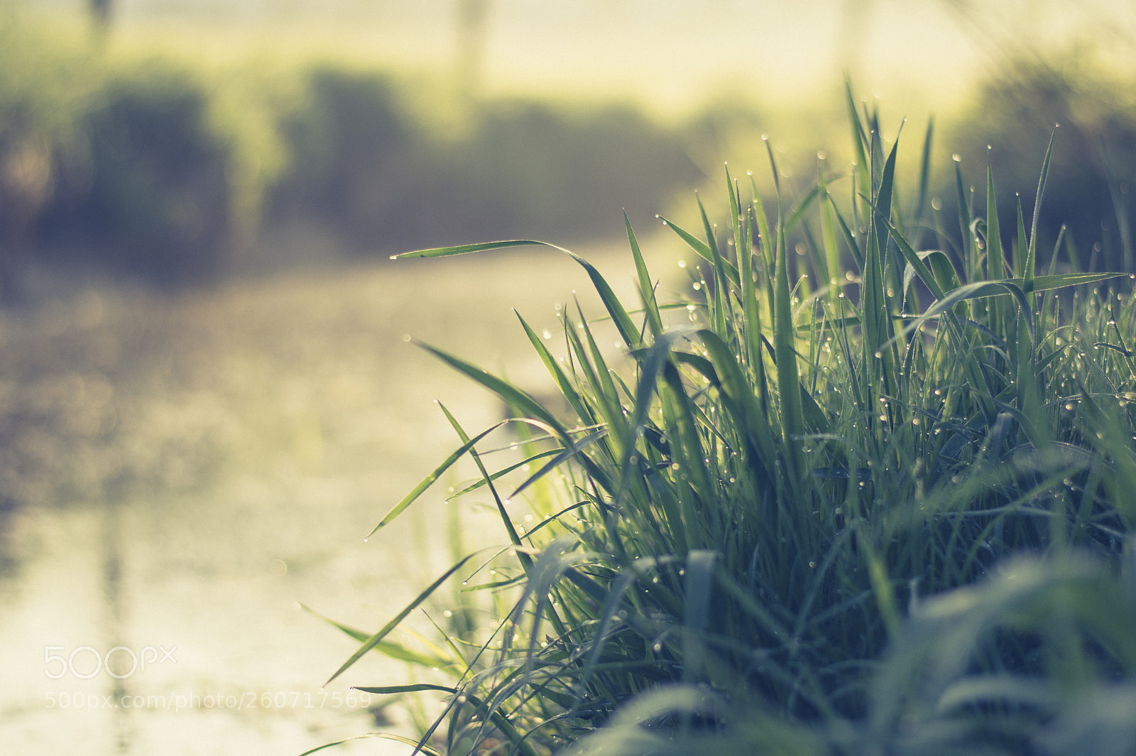 Nikon D3200 sample photo. Morning dew photography