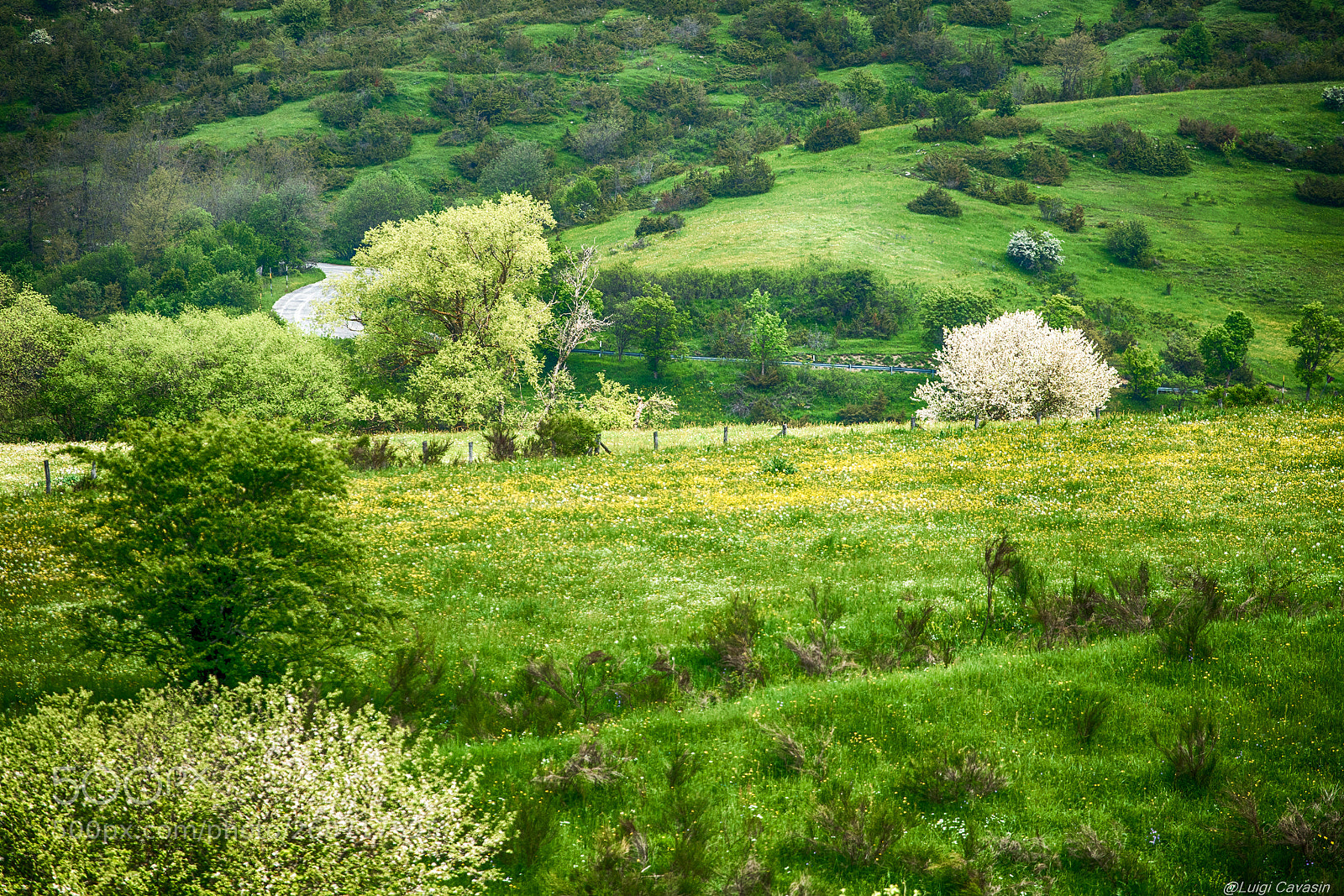Sony a7R III sample photo. Road into the green photography