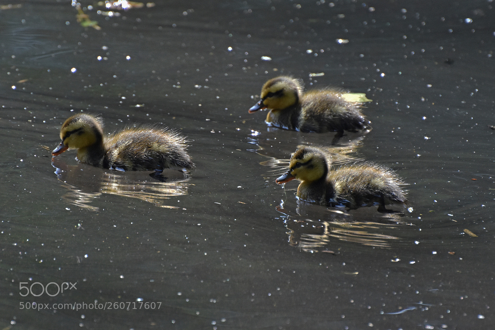 Nikon D7200 sample photo. Three little ducklings photography
