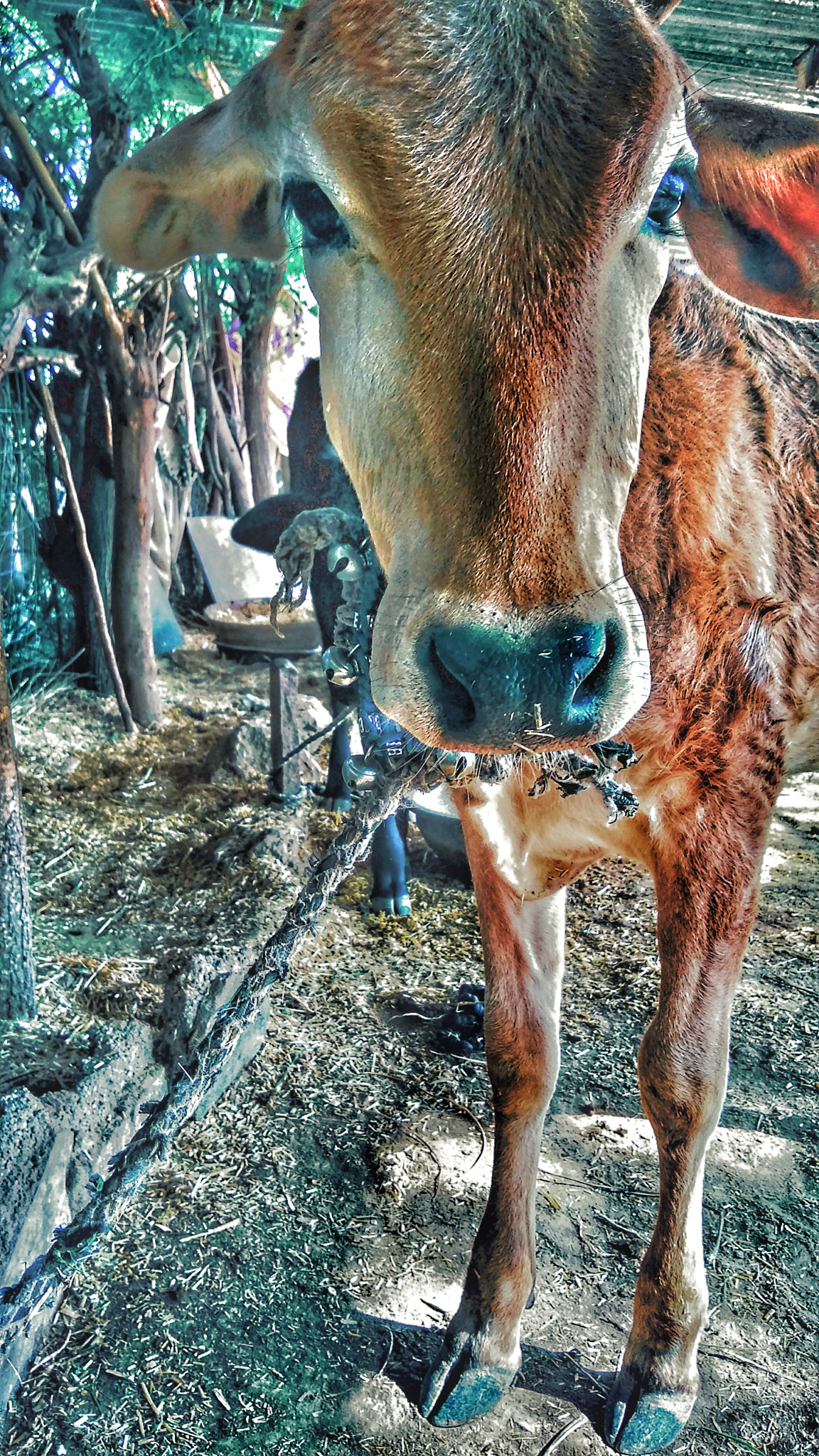 Xiaomi Redmi 5A sample photo. Farm photography