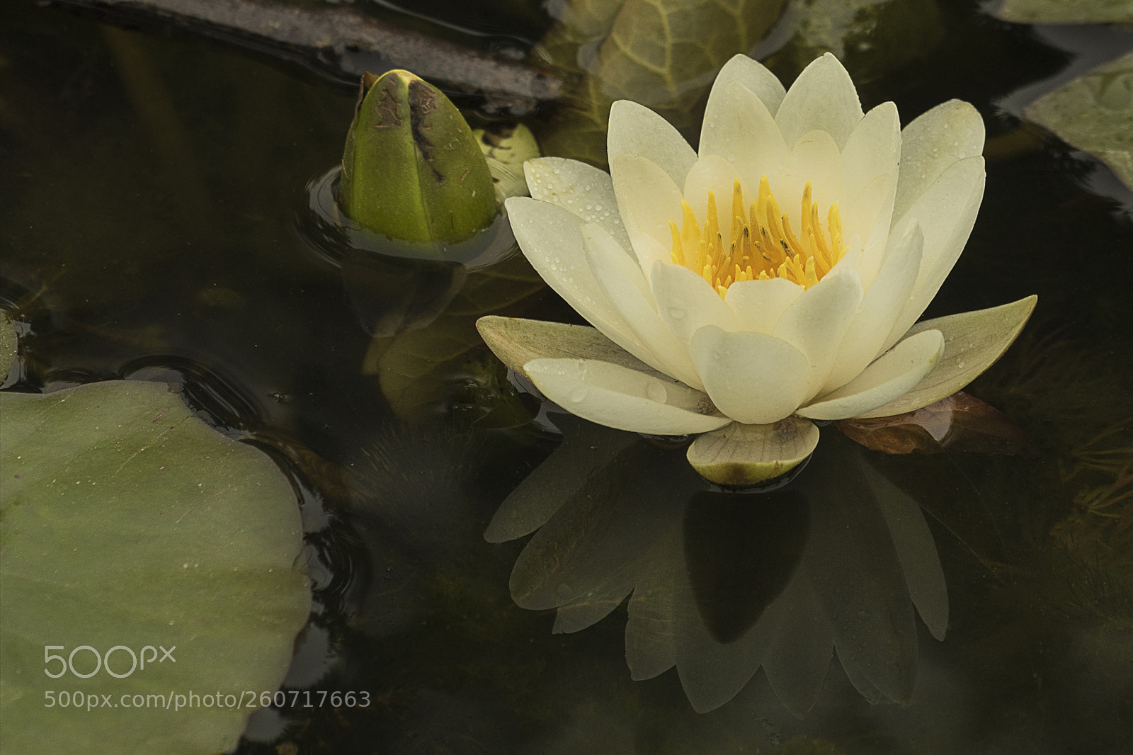 Canon EOS 7D Mark II sample photo. Water lily photography