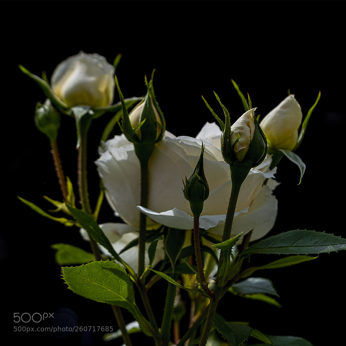 Sony a6300 sample photo. Blüten 030618-002 photography