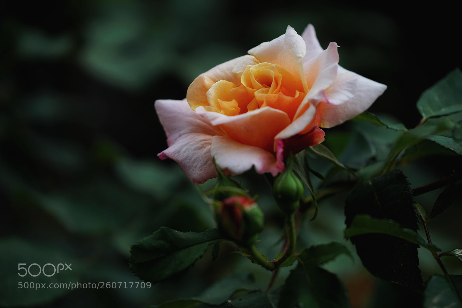 Sony a7 II sample photo. Orange beauty photography