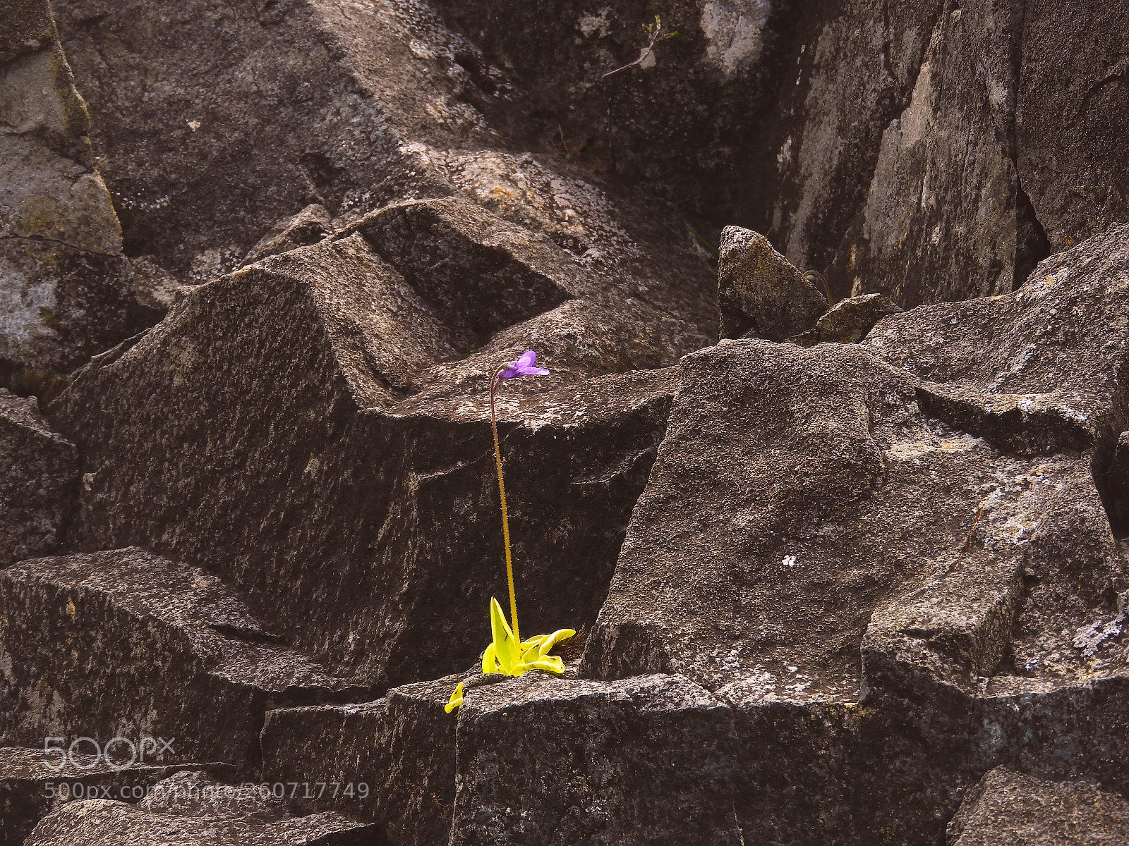Nikon Coolpix B700 sample photo. Flower and rocks photography