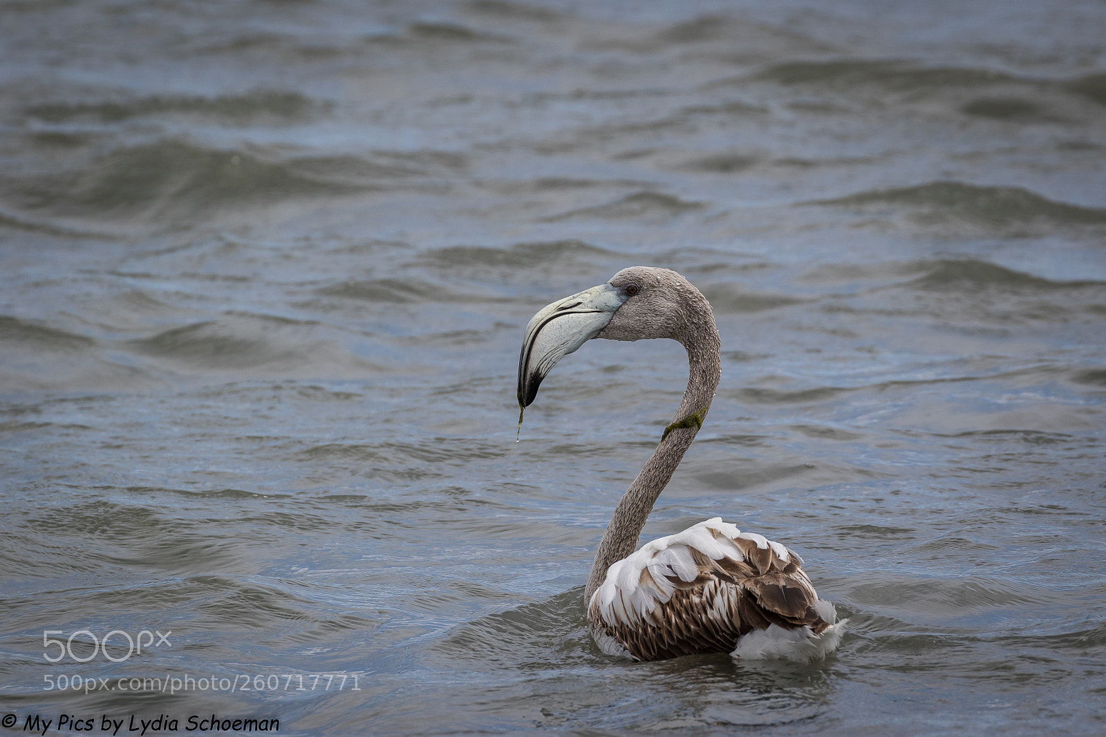 Canon EOS 7D Mark II sample photo. Greater flamingo juvenile photography