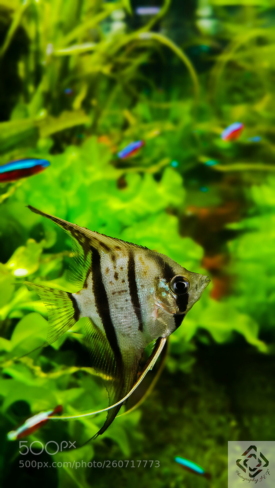 Samsung Galaxy Note4 sample photo. Fish photography