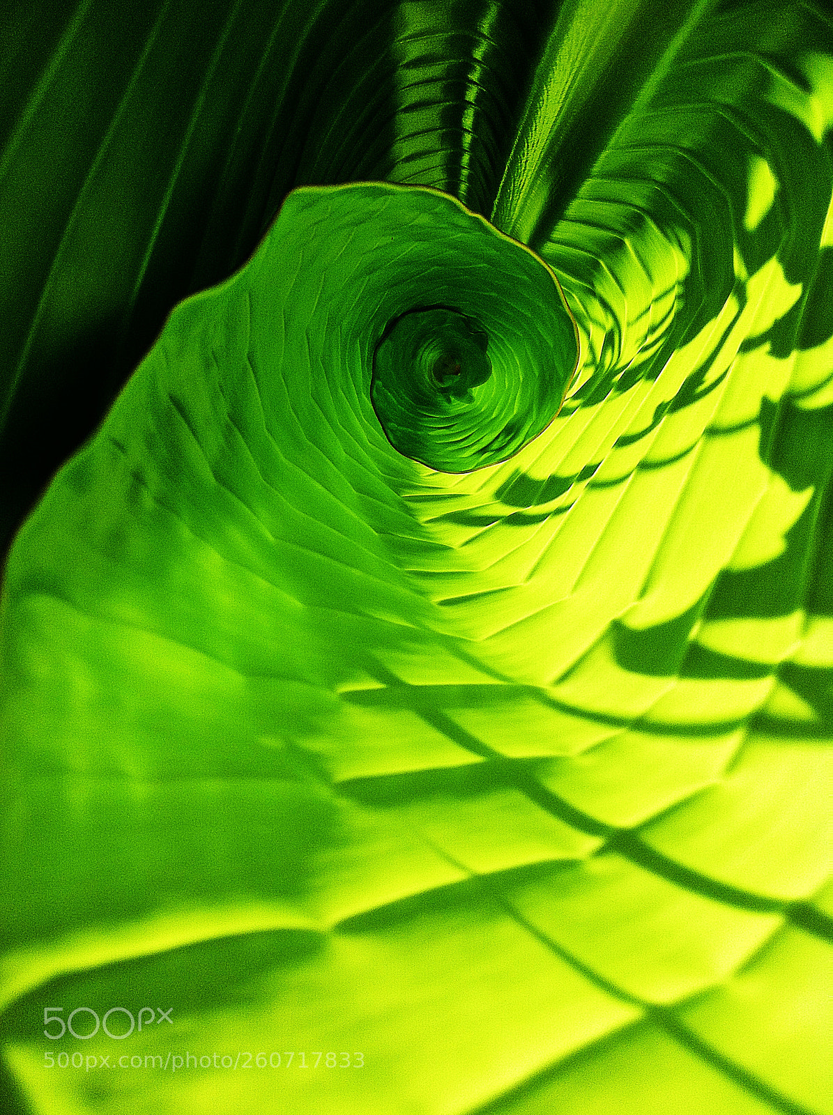 Apple iPhone 4 sample photo. Nside the spiral leaf photography