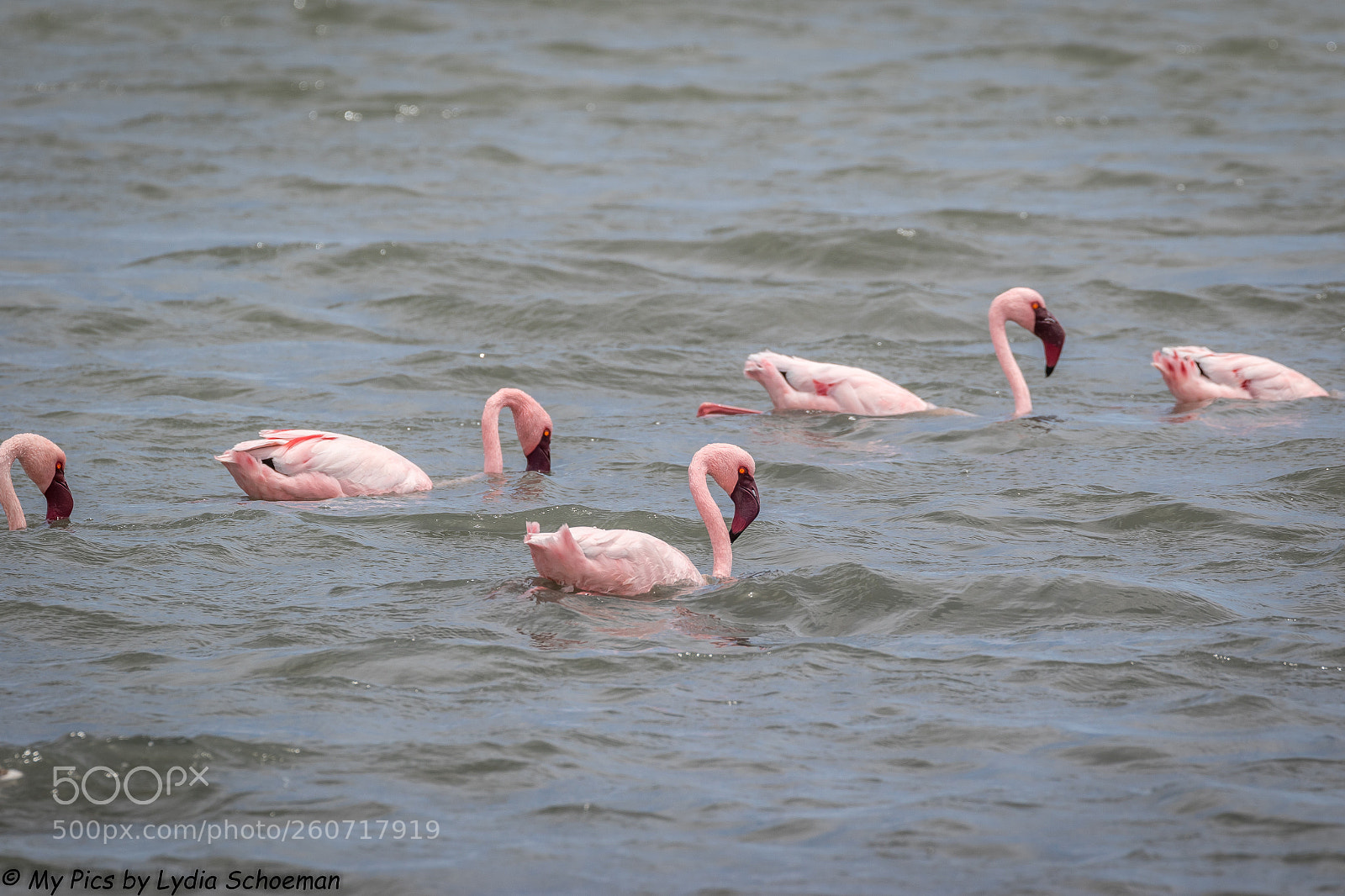 Canon EOS 7D Mark II sample photo. Lesser flamingo photography