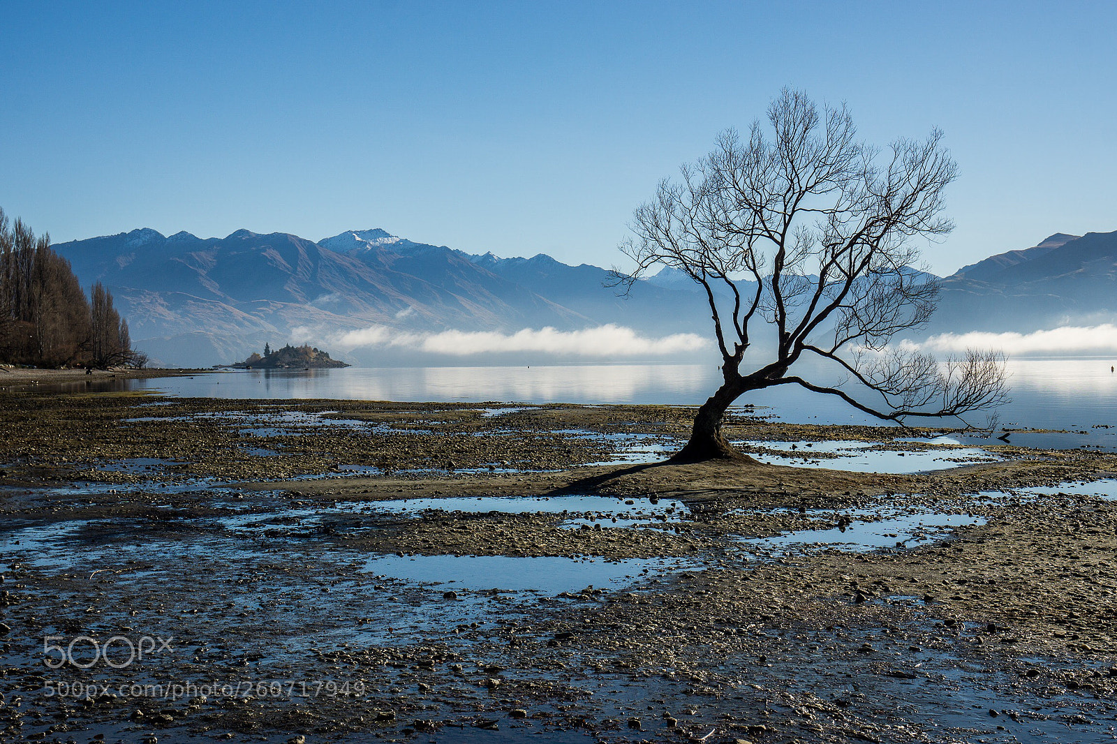 Sony a6000 sample photo. Famous tree photography
