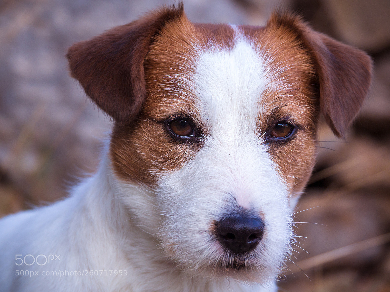 Olympus OM-D E-M10 II sample photo. Mi jack russell (bichet) photography