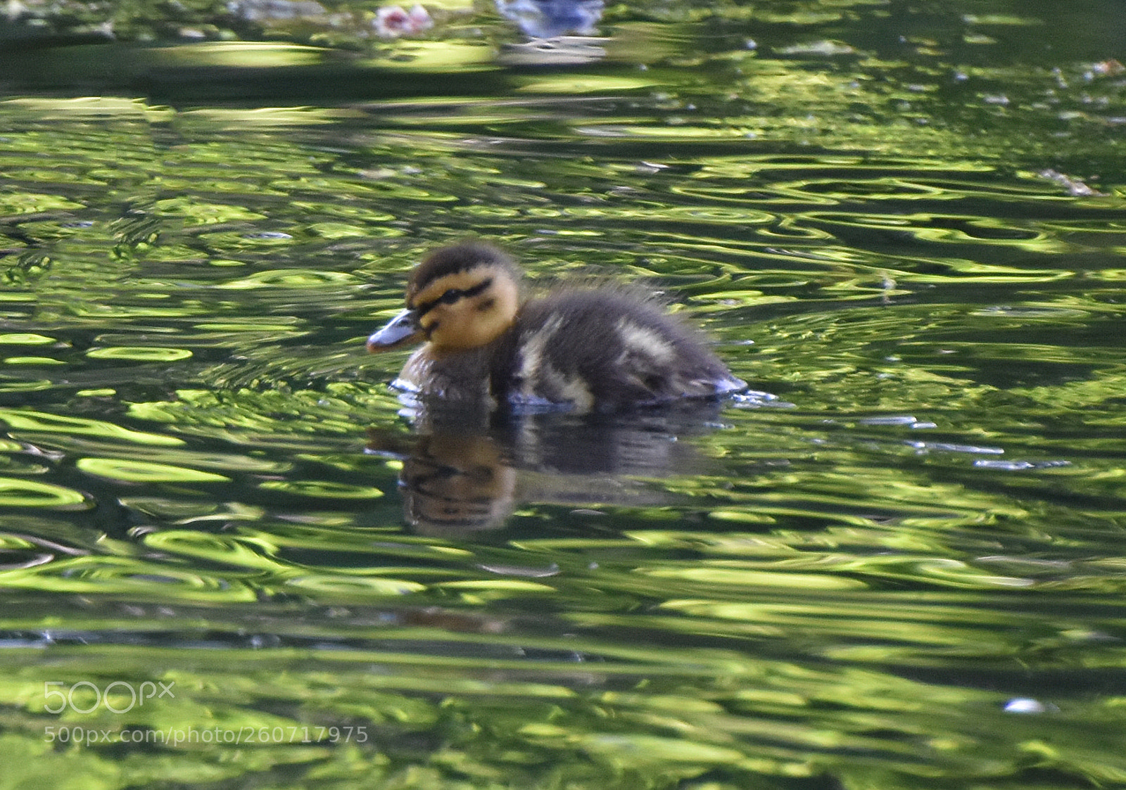 Nikon D7200 sample photo. Duckling amid reflections photography