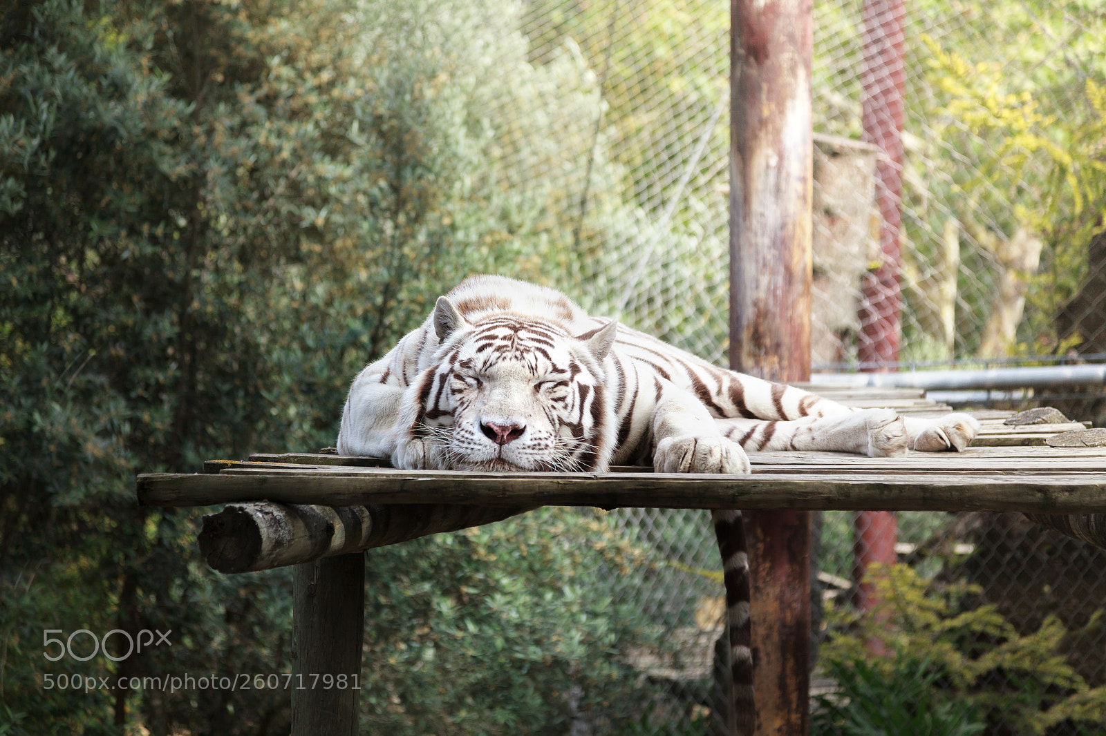 Canon EOS 5D Mark II sample photo. The white tiger of photography