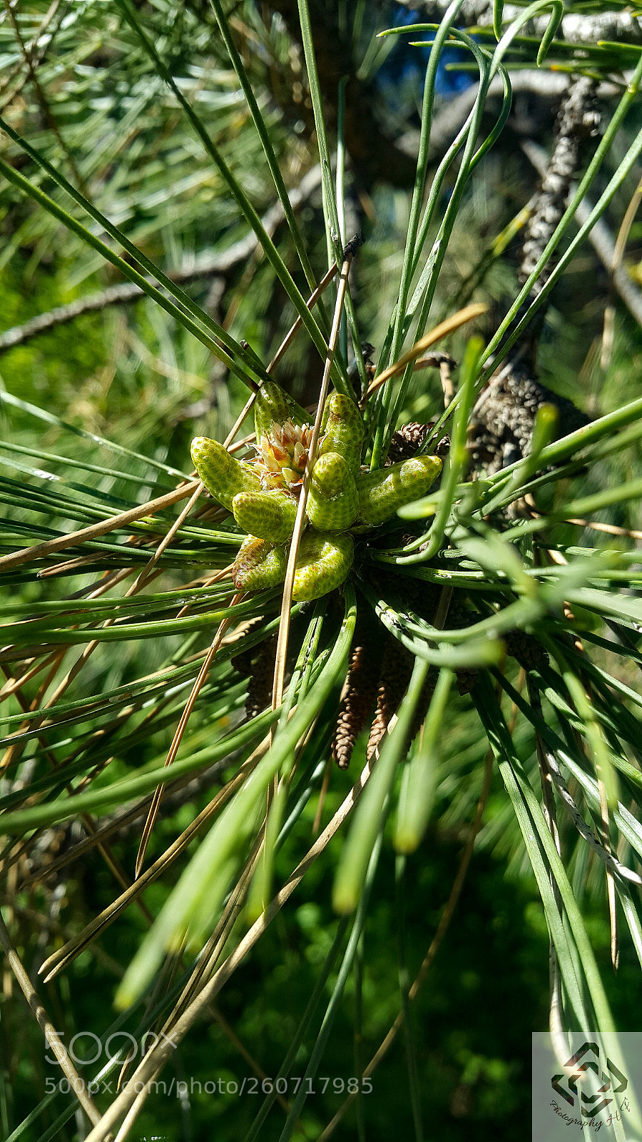 Samsung Galaxy Note4 sample photo. Pine cones photography