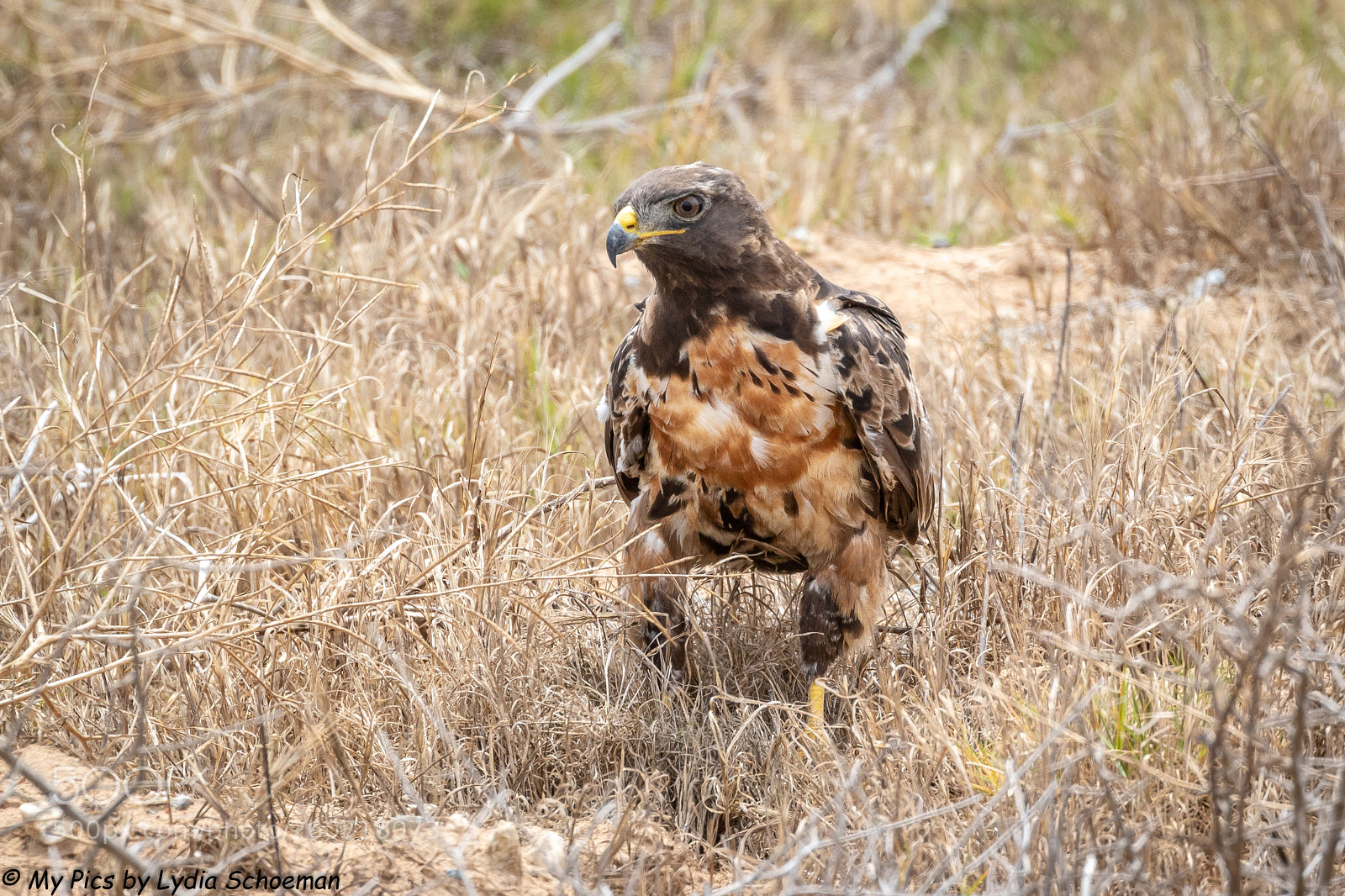 Canon EOS 7D Mark II sample photo. Jackal buzzard photography