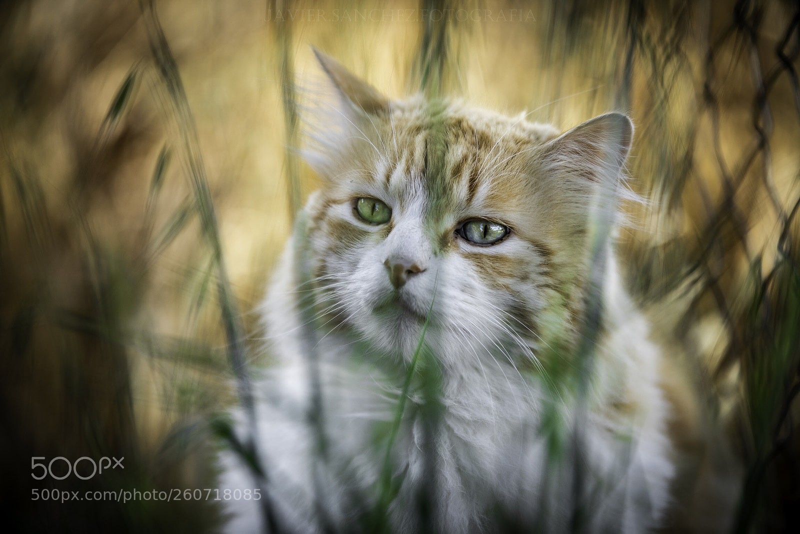 Sony a7R II sample photo. Lion  photography