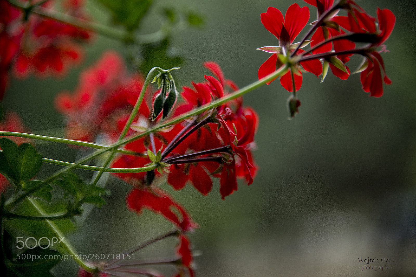 Nikon D800 sample photo. Flowers from my balcony photography