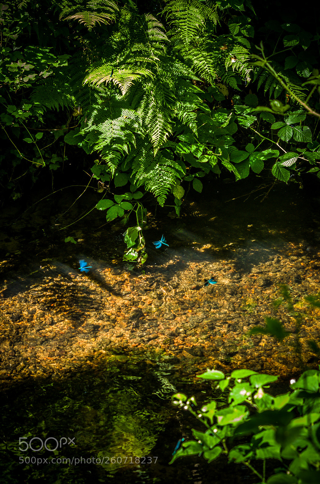 Pentax K-30 sample photo. Dragonflies playing photography