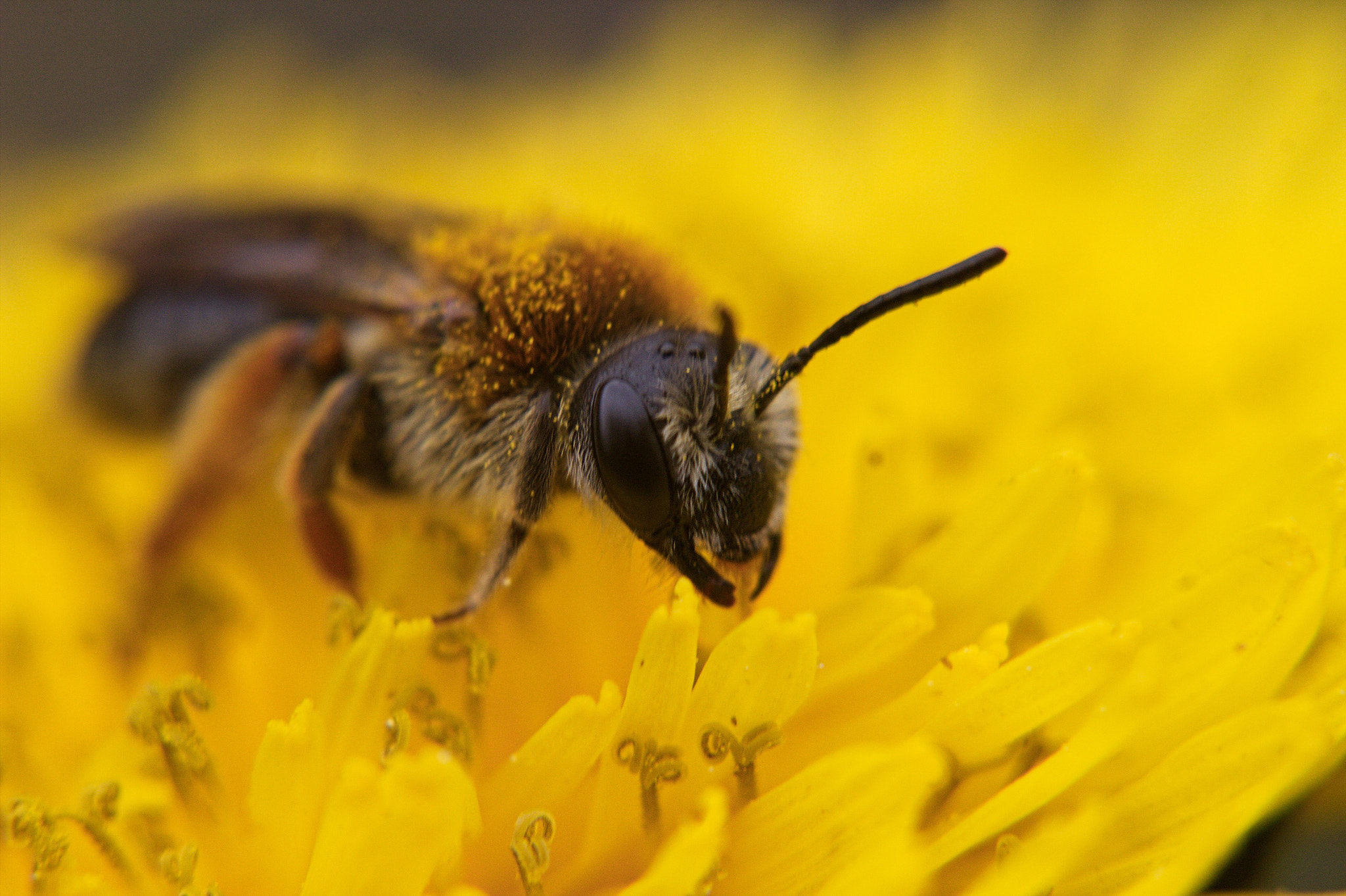 Canon EF-S 60mm F2.8 Macro USM sample photo. Bee pollinating photography