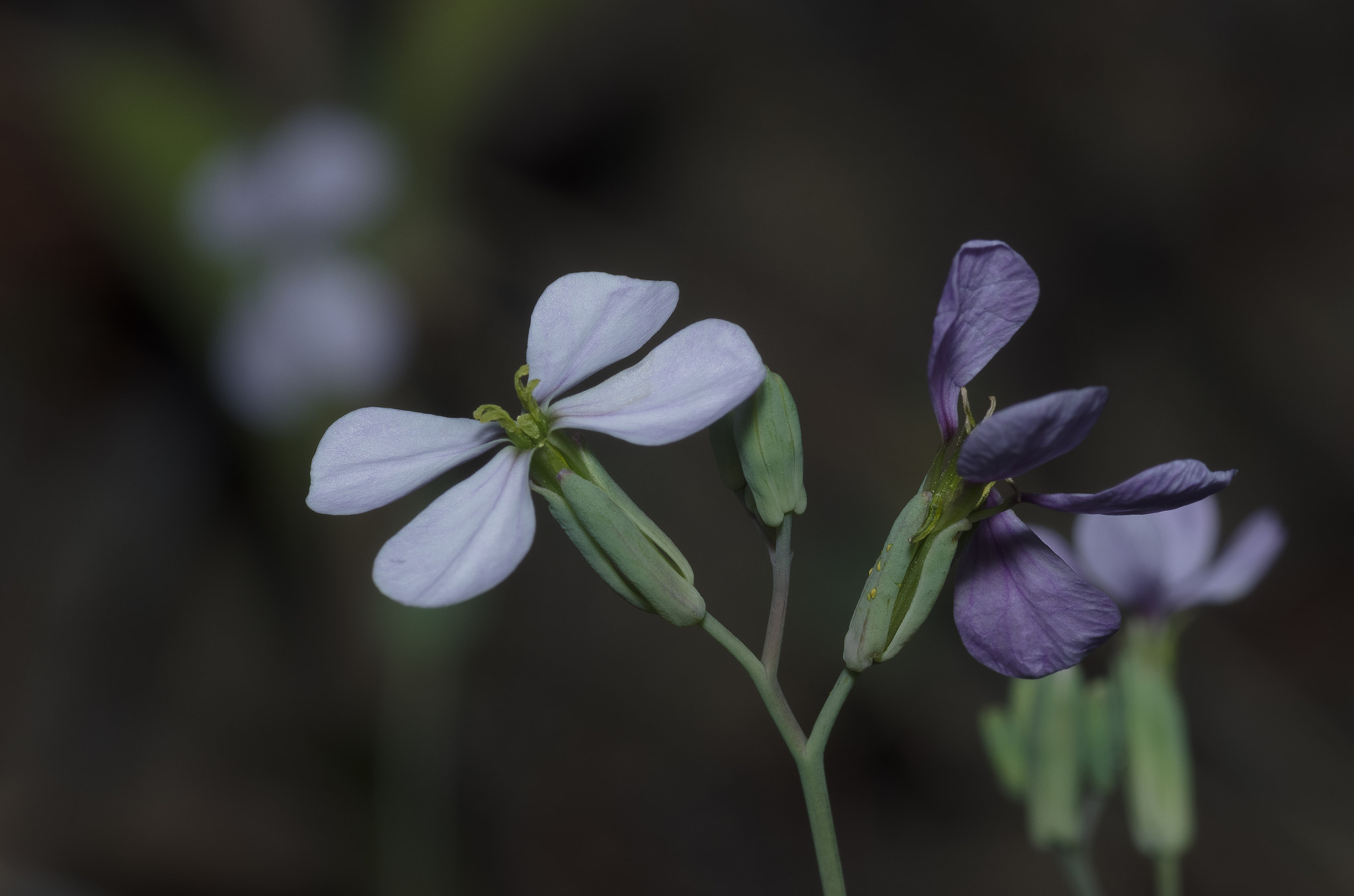 Pentax K-5 IIs sample photo. Ocaso photography