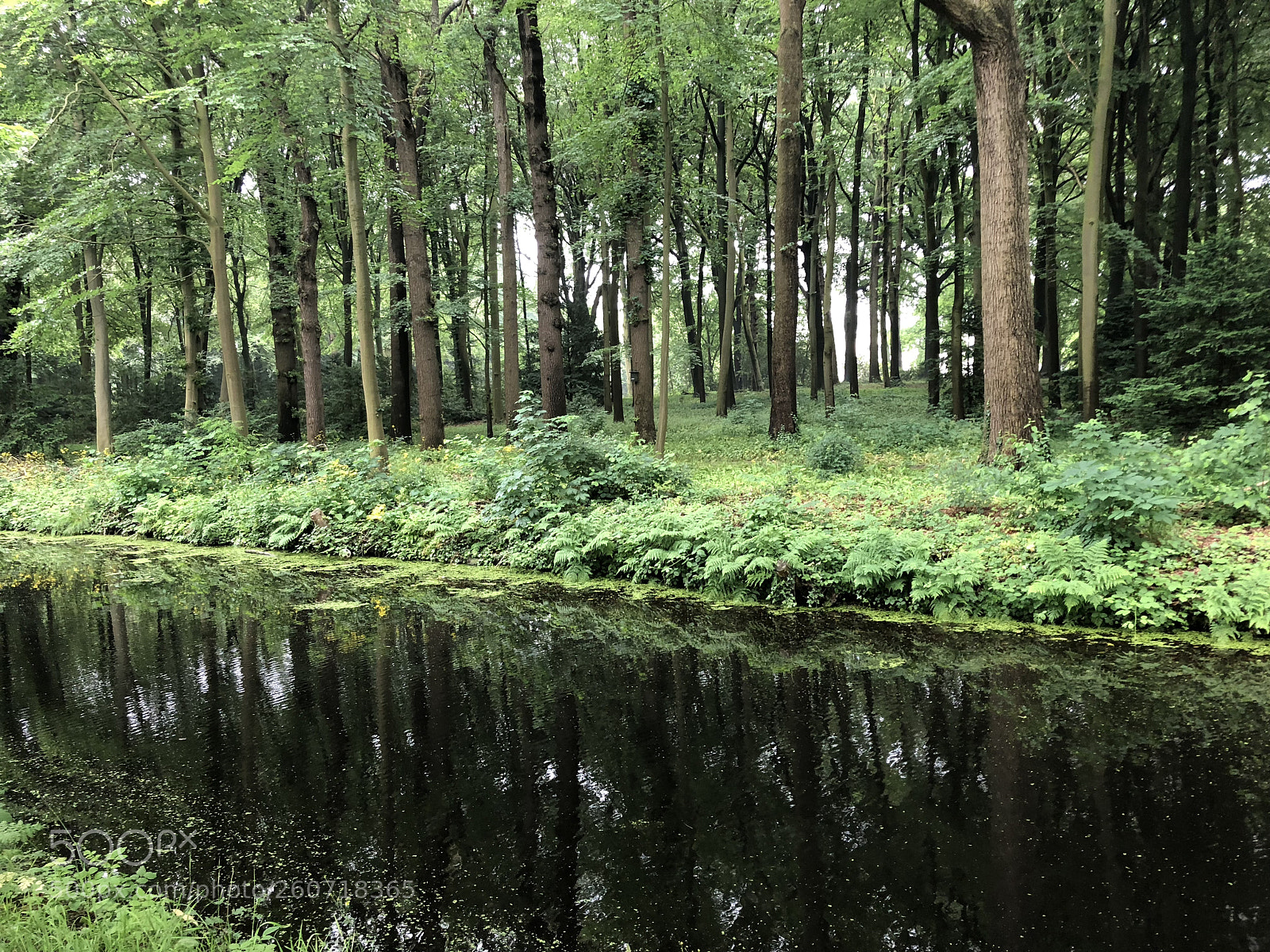 Apple iPhone 8 sample photo. Rijswijk photography