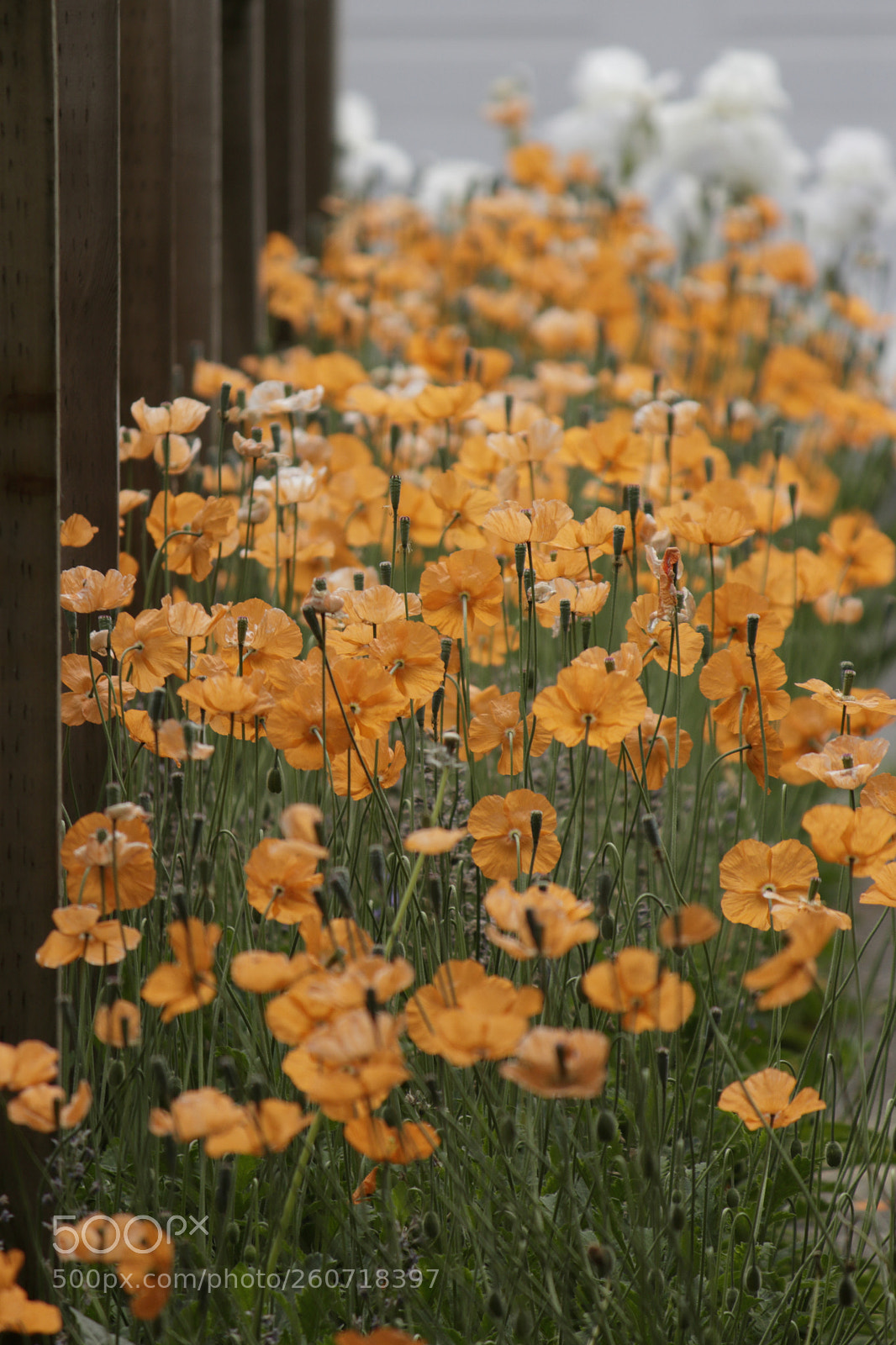 Canon EOS 600D (Rebel EOS T3i / EOS Kiss X5) sample photo. Orange soldiers photography