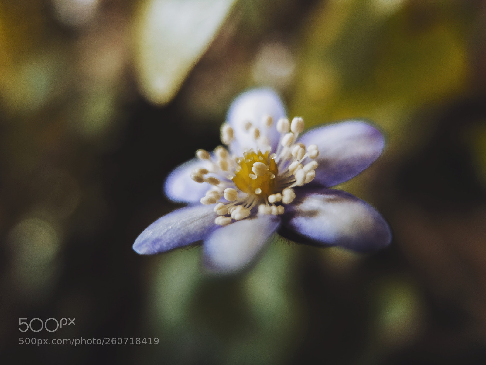Fujifilm X10 sample photo. A little flower photography