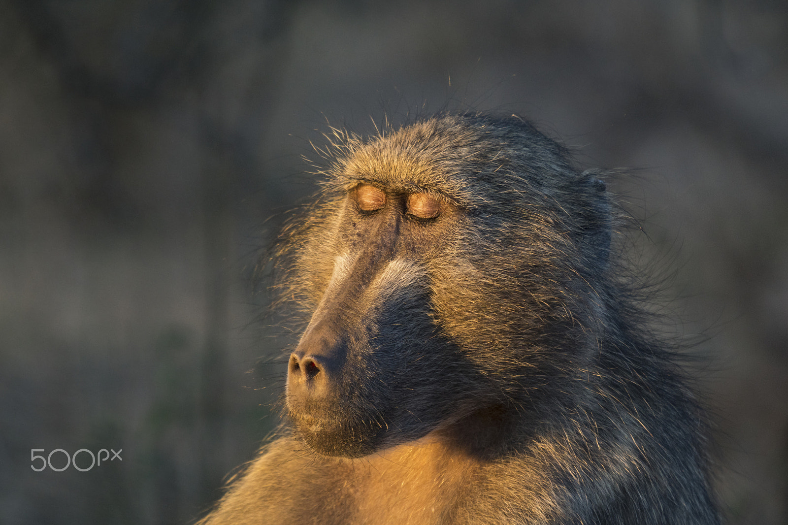 Sony SLT-A68 sample photo. Babuino (papio ursinus) enjoying  the sunrise. photography