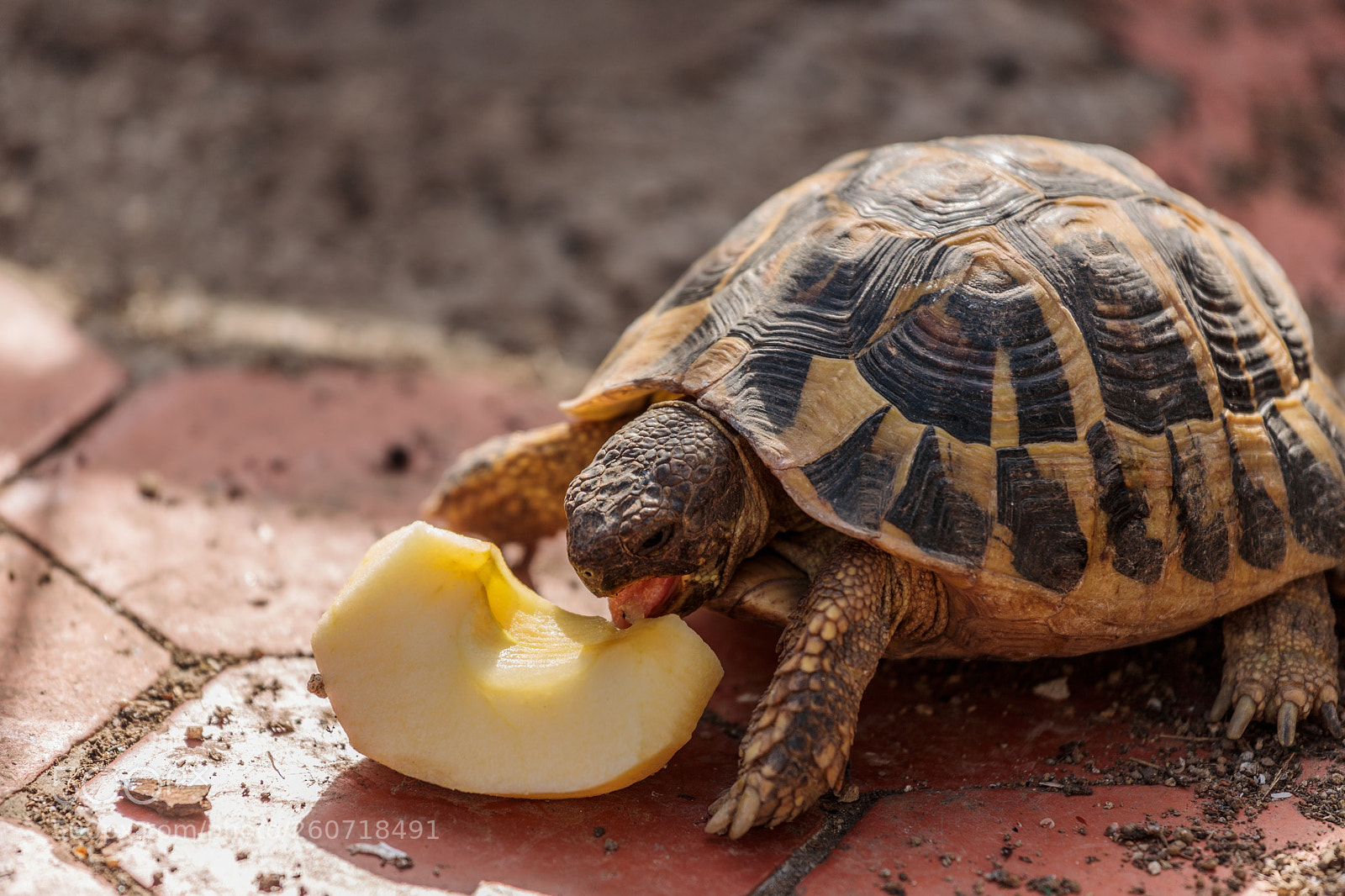 Canon EOS 6D Mark II sample photo. Land turtle photography