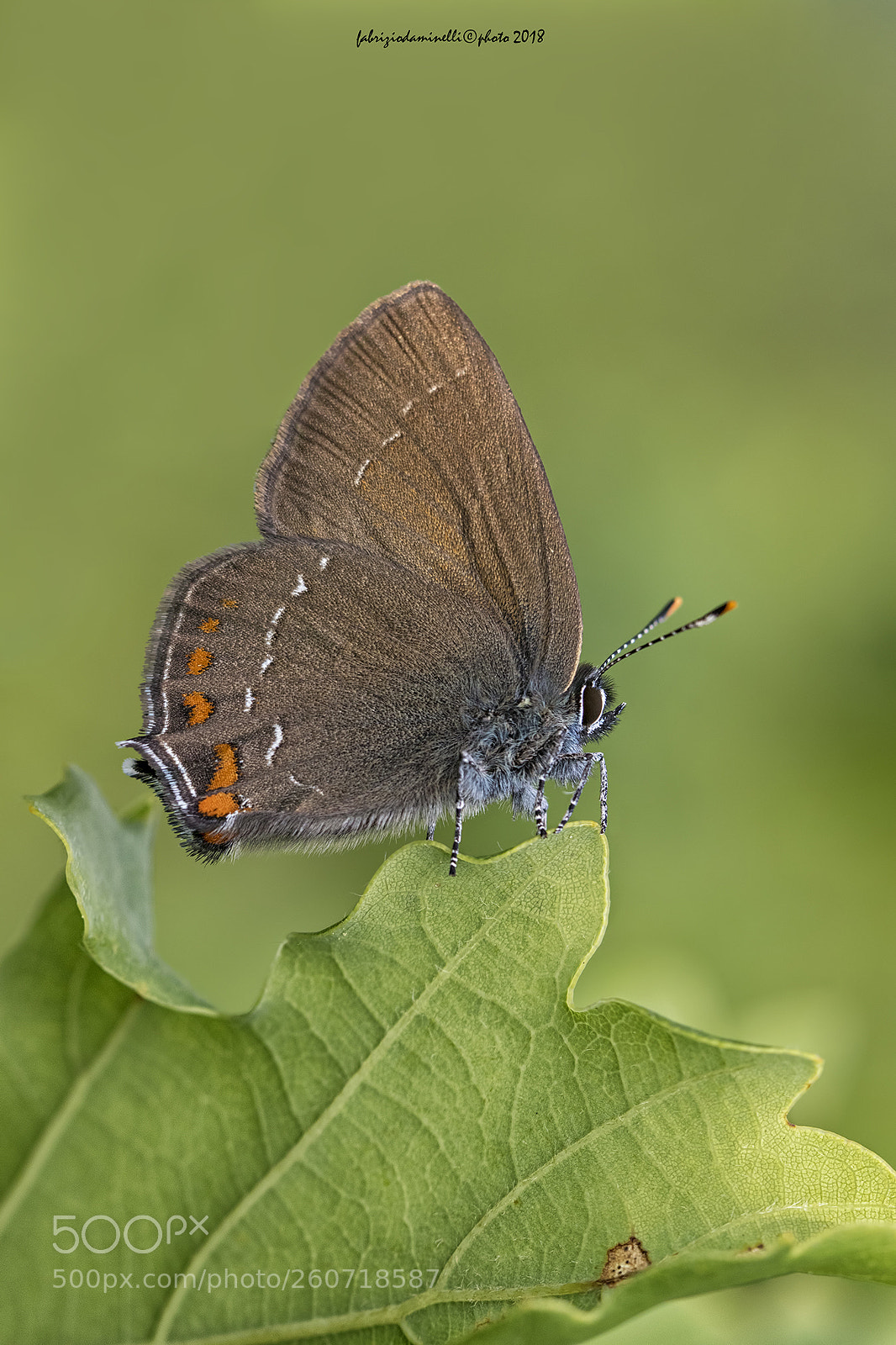 Canon EOS 7D Mark II sample photo. Ilex hairstreak photography