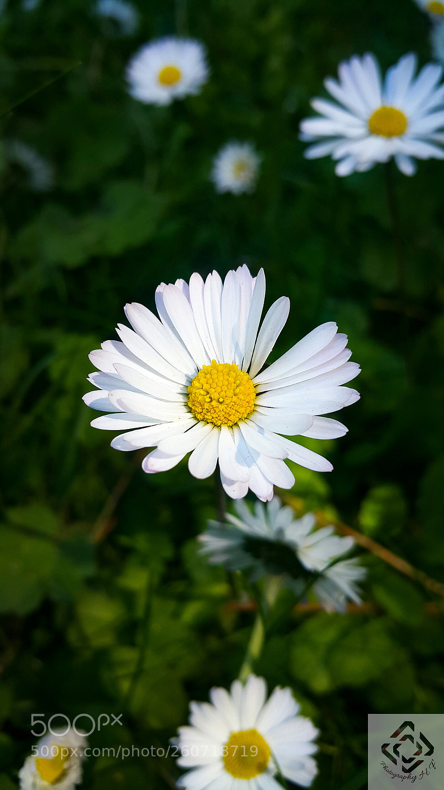 Samsung Galaxy Note4 sample photo. Daisy photography