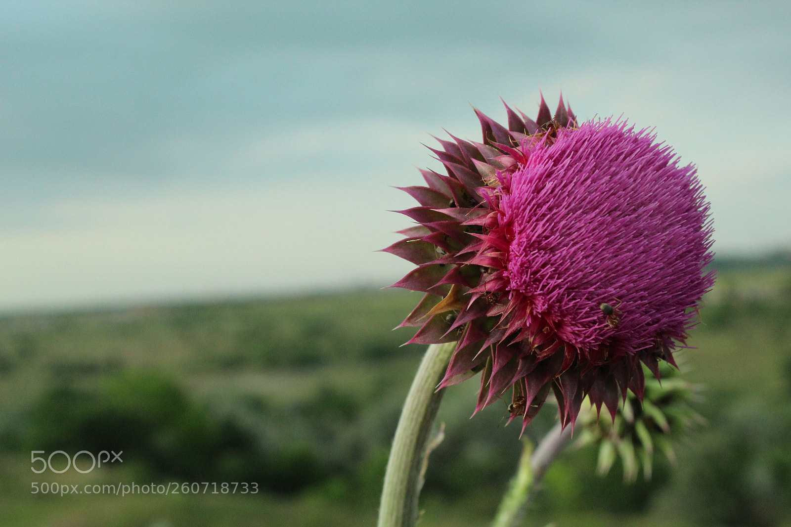 Canon EOS 1300D (EOS Rebel T6 / EOS Kiss X80) sample photo. Wild flower photography