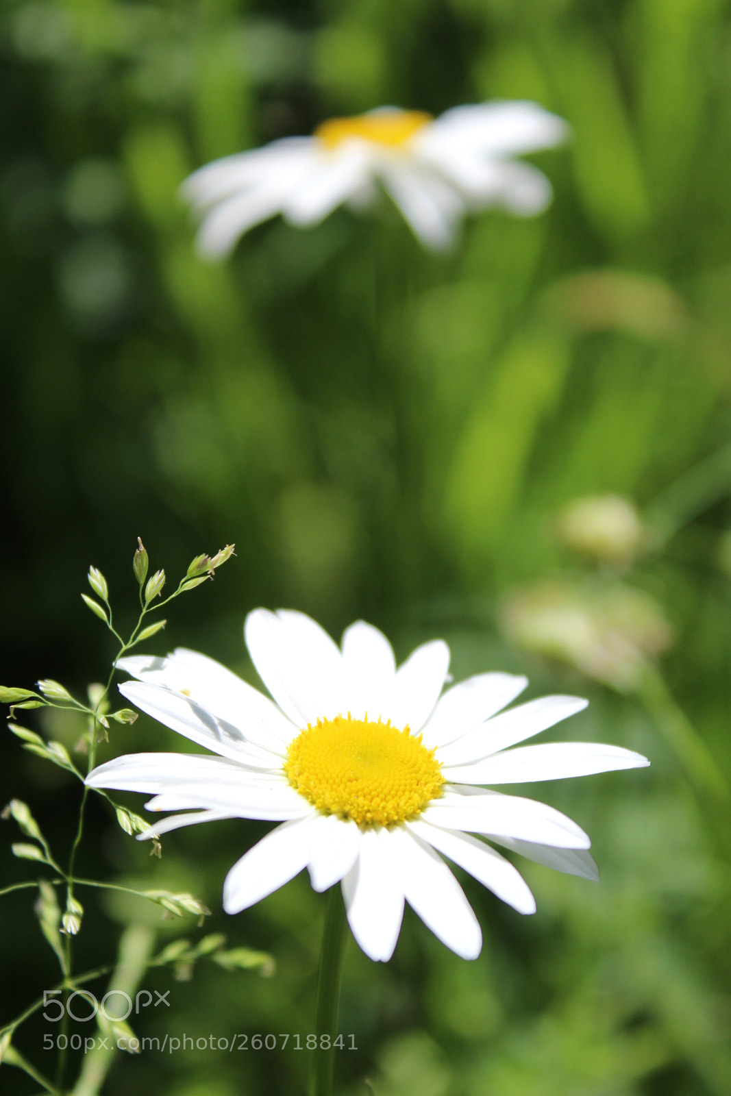 Canon EOS 1300D (EOS Rebel T6 / EOS Kiss X80) sample photo. Whites photography