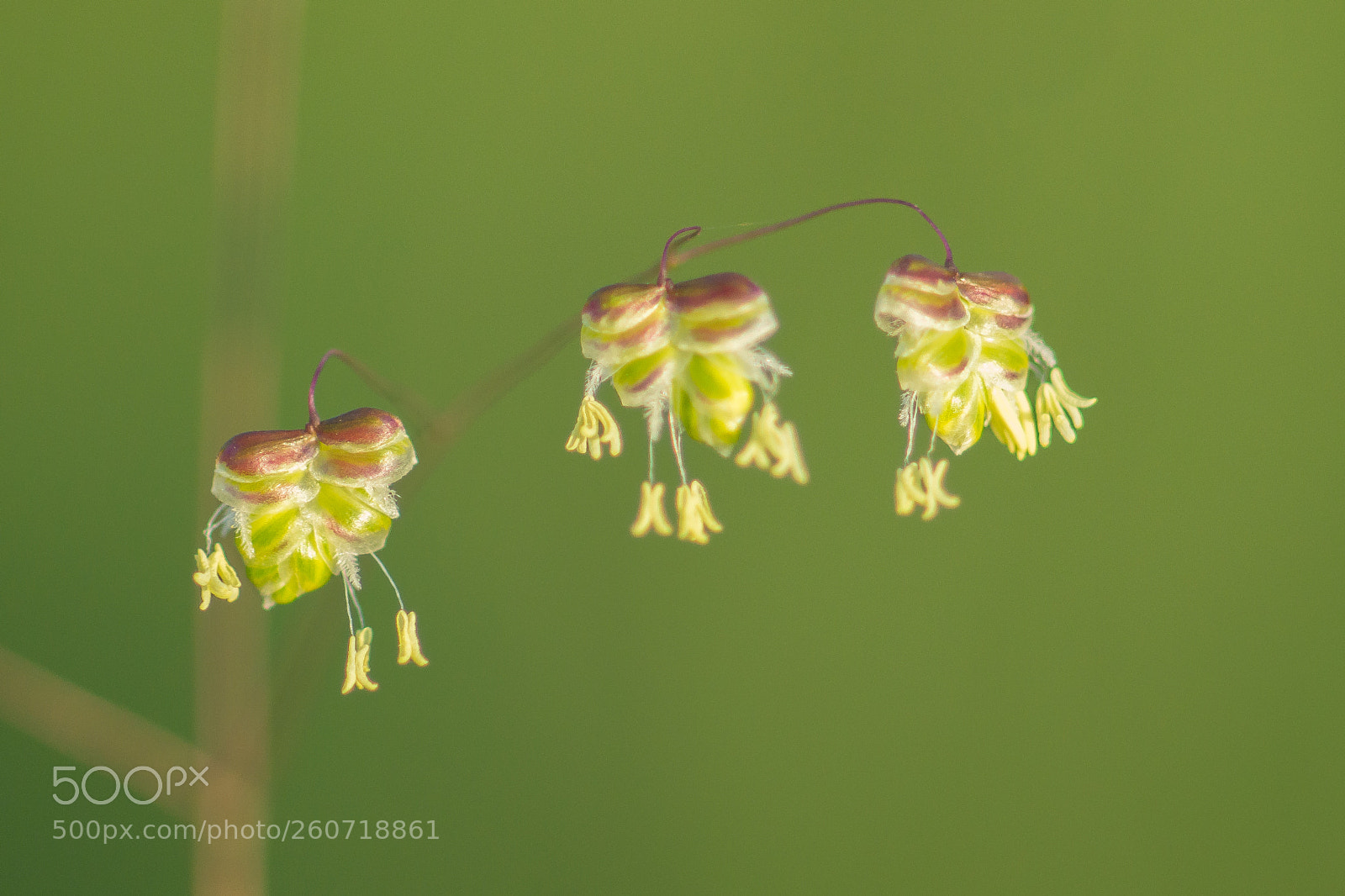 Sony SLT-A77 sample photo. Quaking grass photography