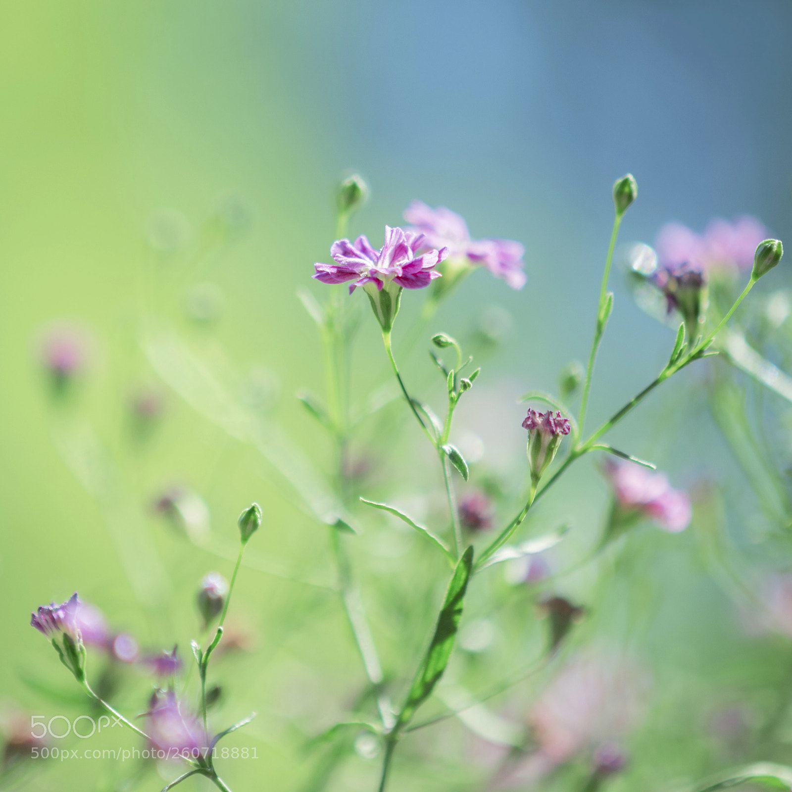 Nikon D7100 sample photo. Gypsophila 'rosenschleier' photography
