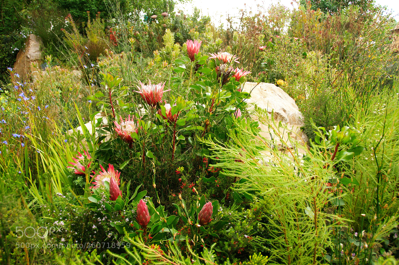 Nikon D300S sample photo. The trailfinders south african photography