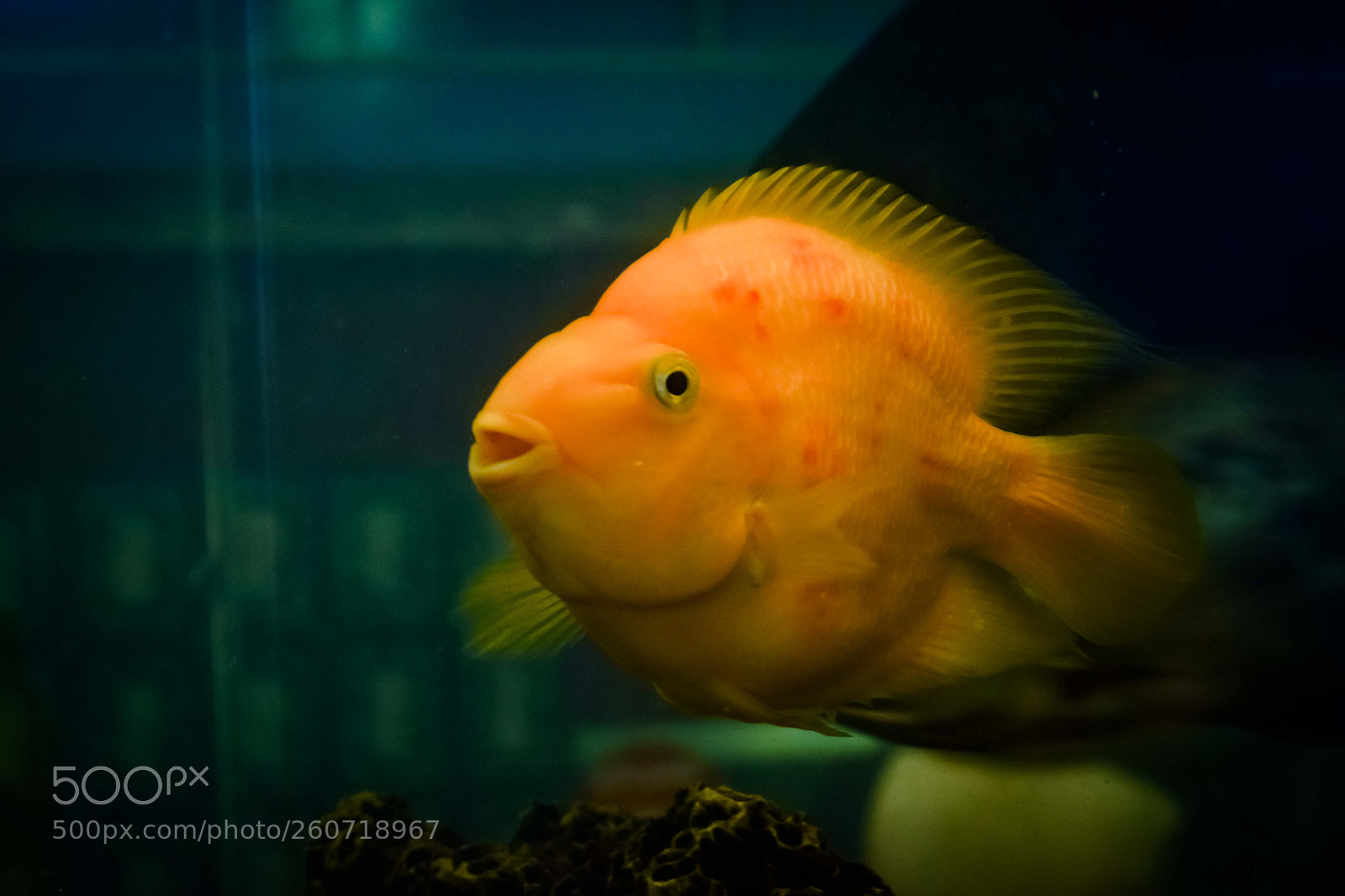 Nikon D3300 sample photo. Old man fish... photography