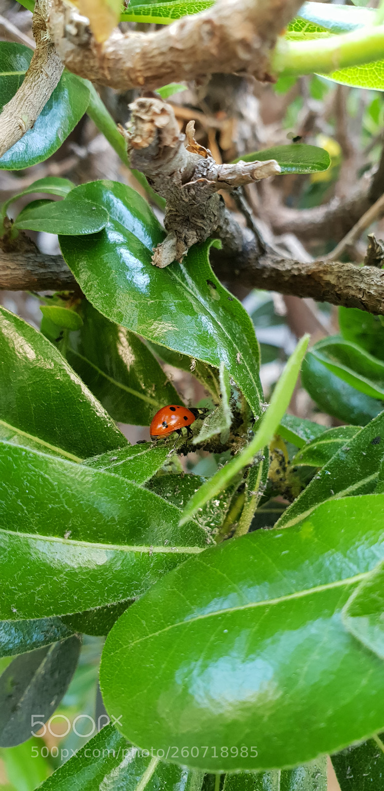 Samsung Galaxy S9+ sample photo. Ladybug photography