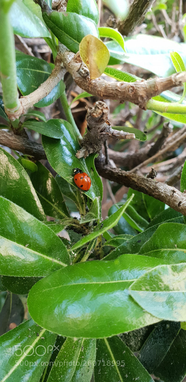 Samsung Galaxy S9+ sample photo. Ladybug photography