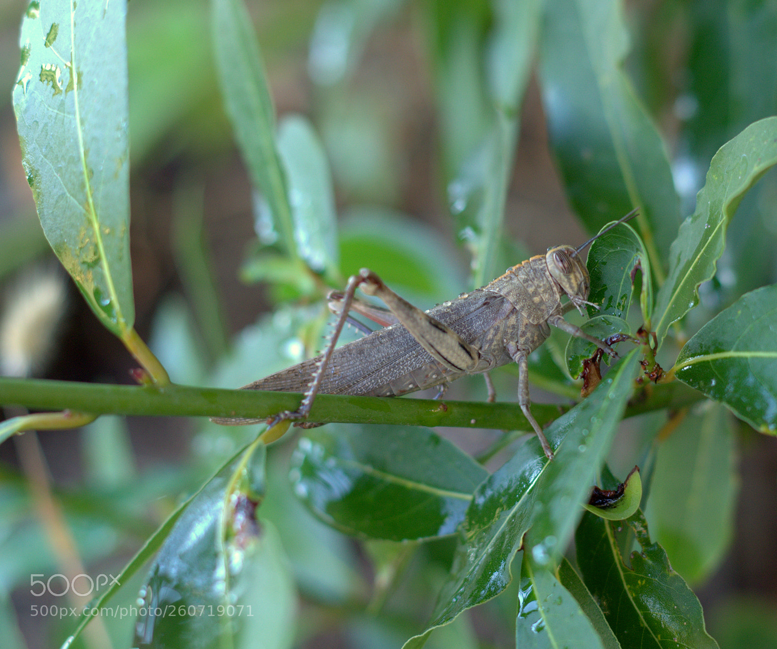 Pentax K-50 sample photo. Grasshopper photography