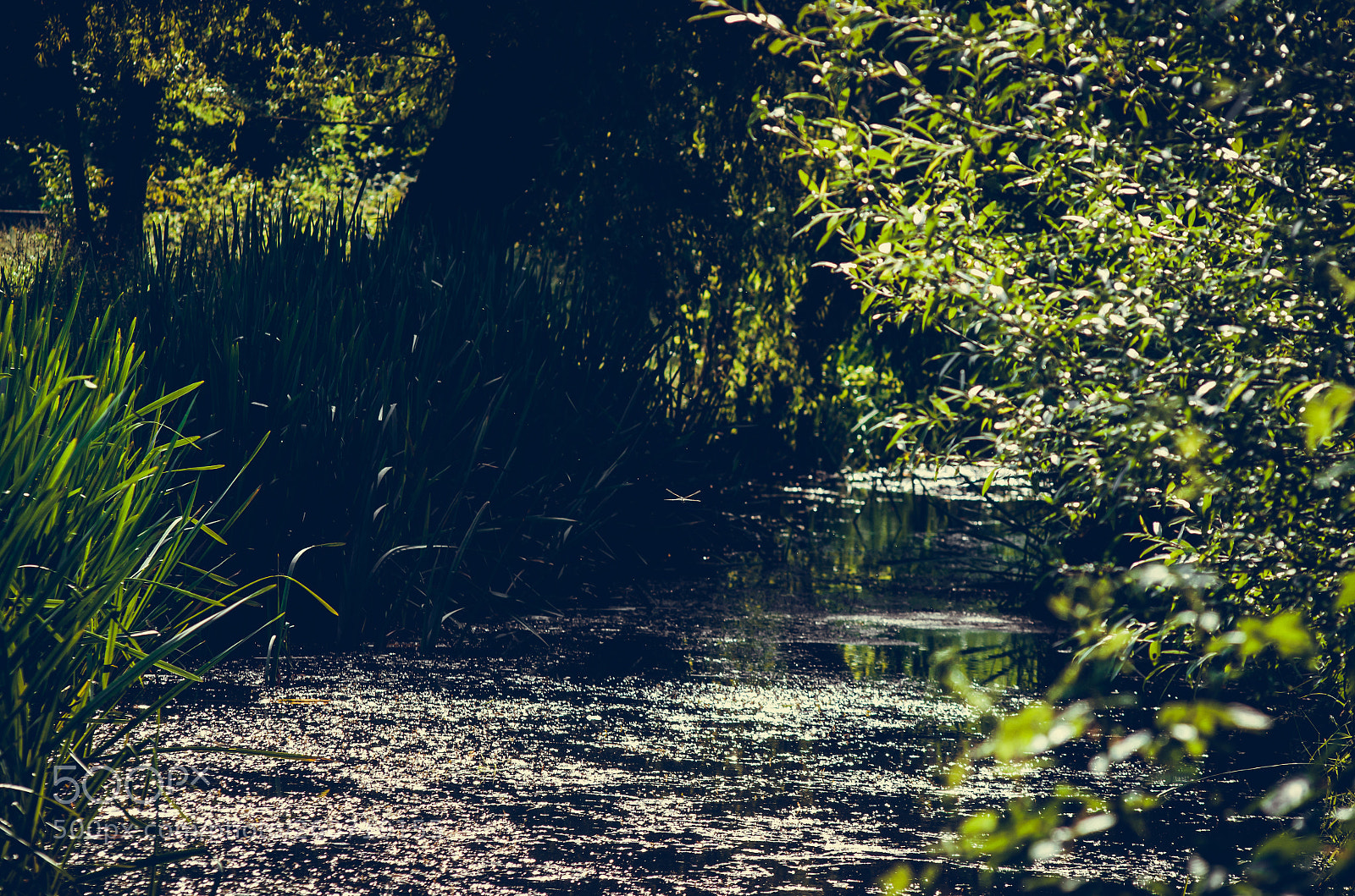 Pentax K-30 sample photo. Lonely dragonfly photography