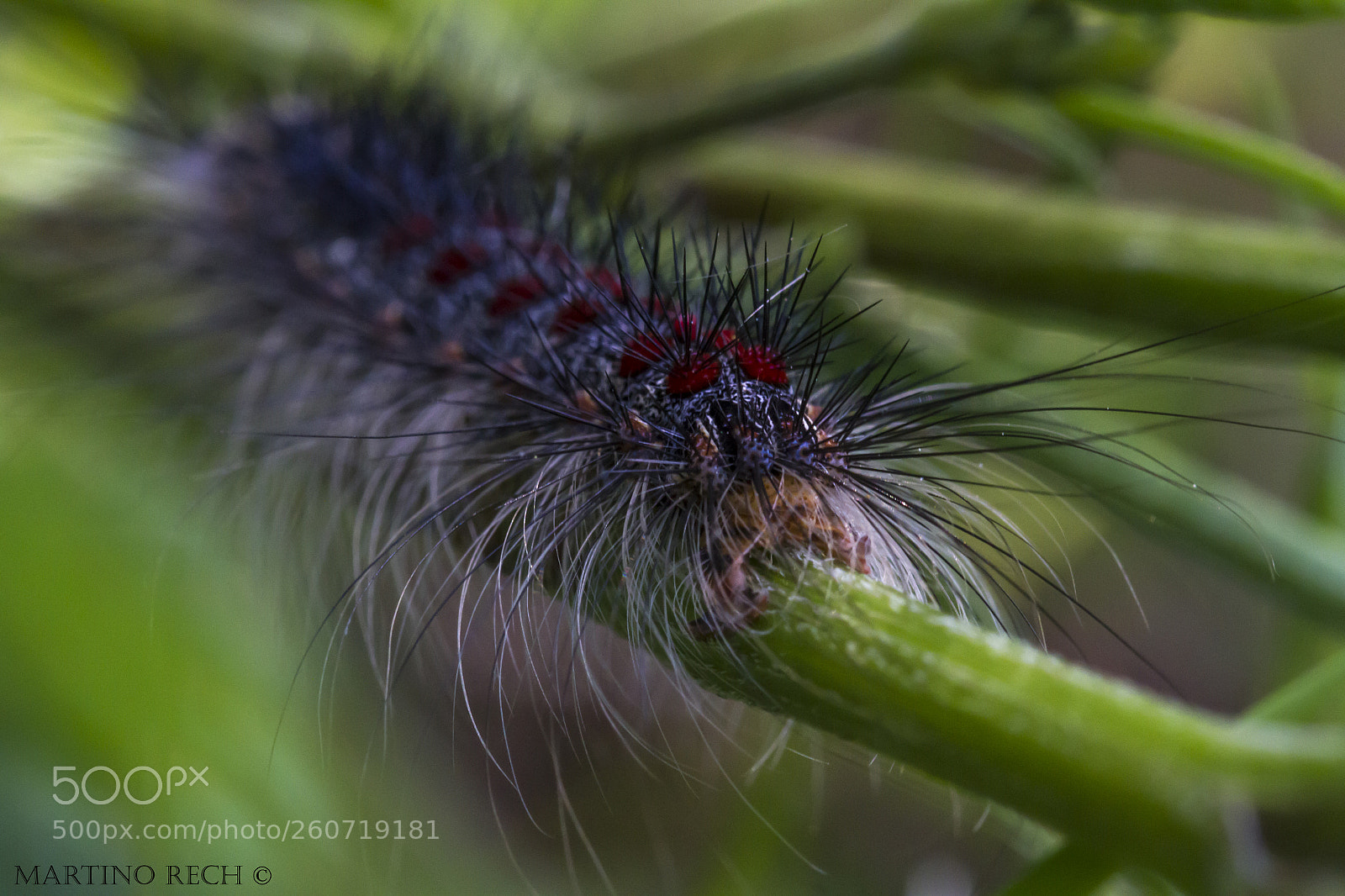 Canon EOS 7D sample photo. Fluffy caterpi photography