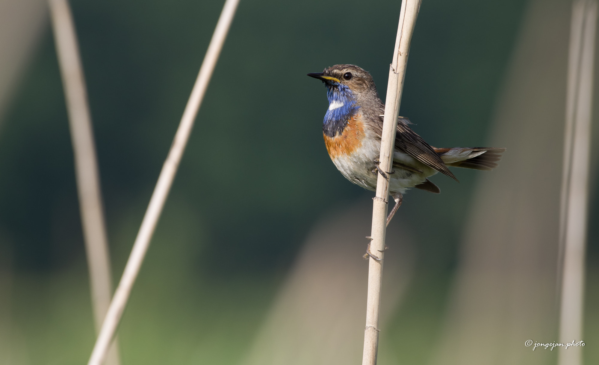 Pentax K-1 Mark II sample photo. Bluethroat photography