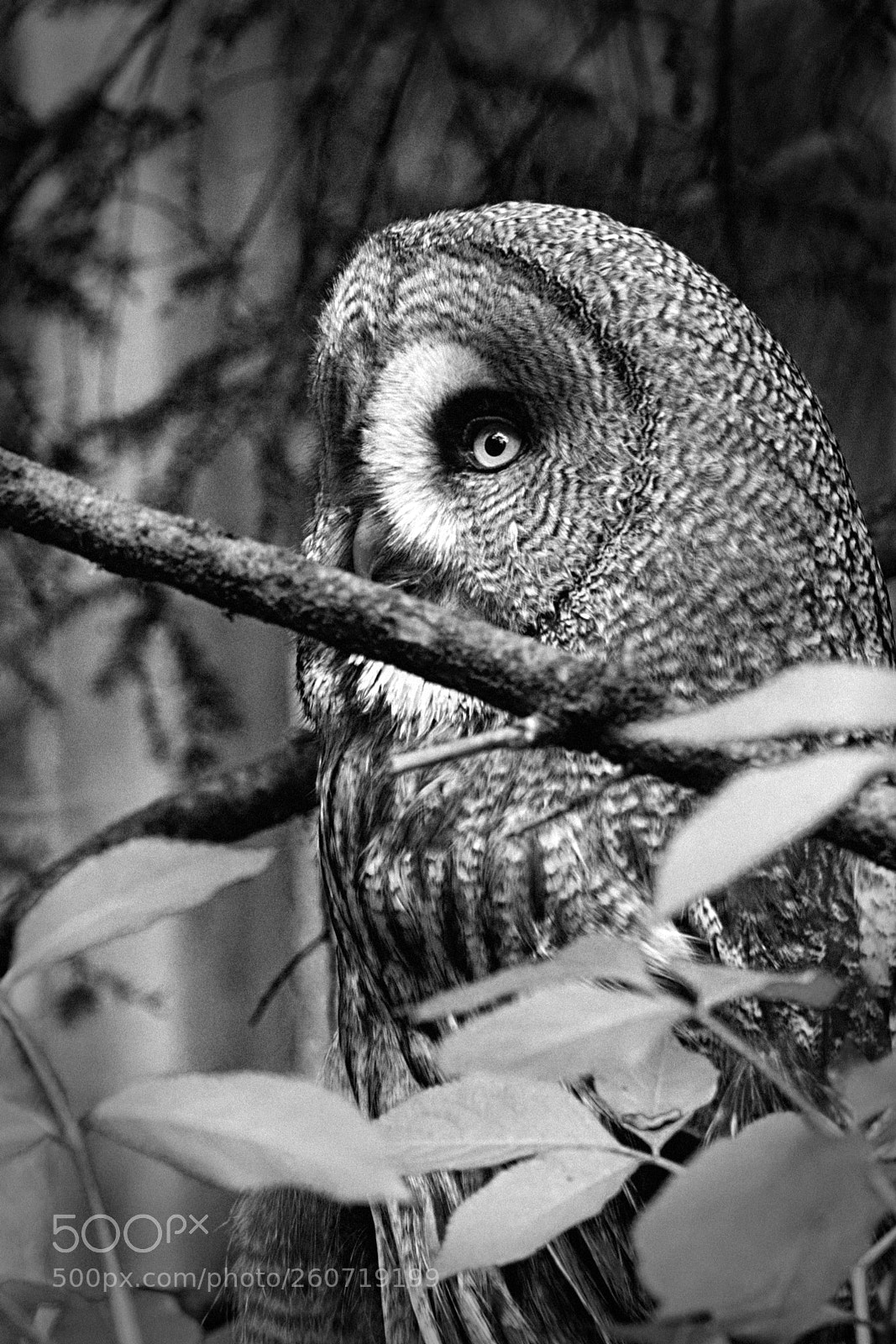 Nikon D5500 sample photo. Owl photography