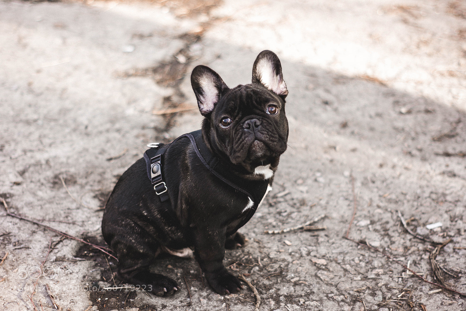 Nikon D7200 sample photo. Zak, the frenchie photography