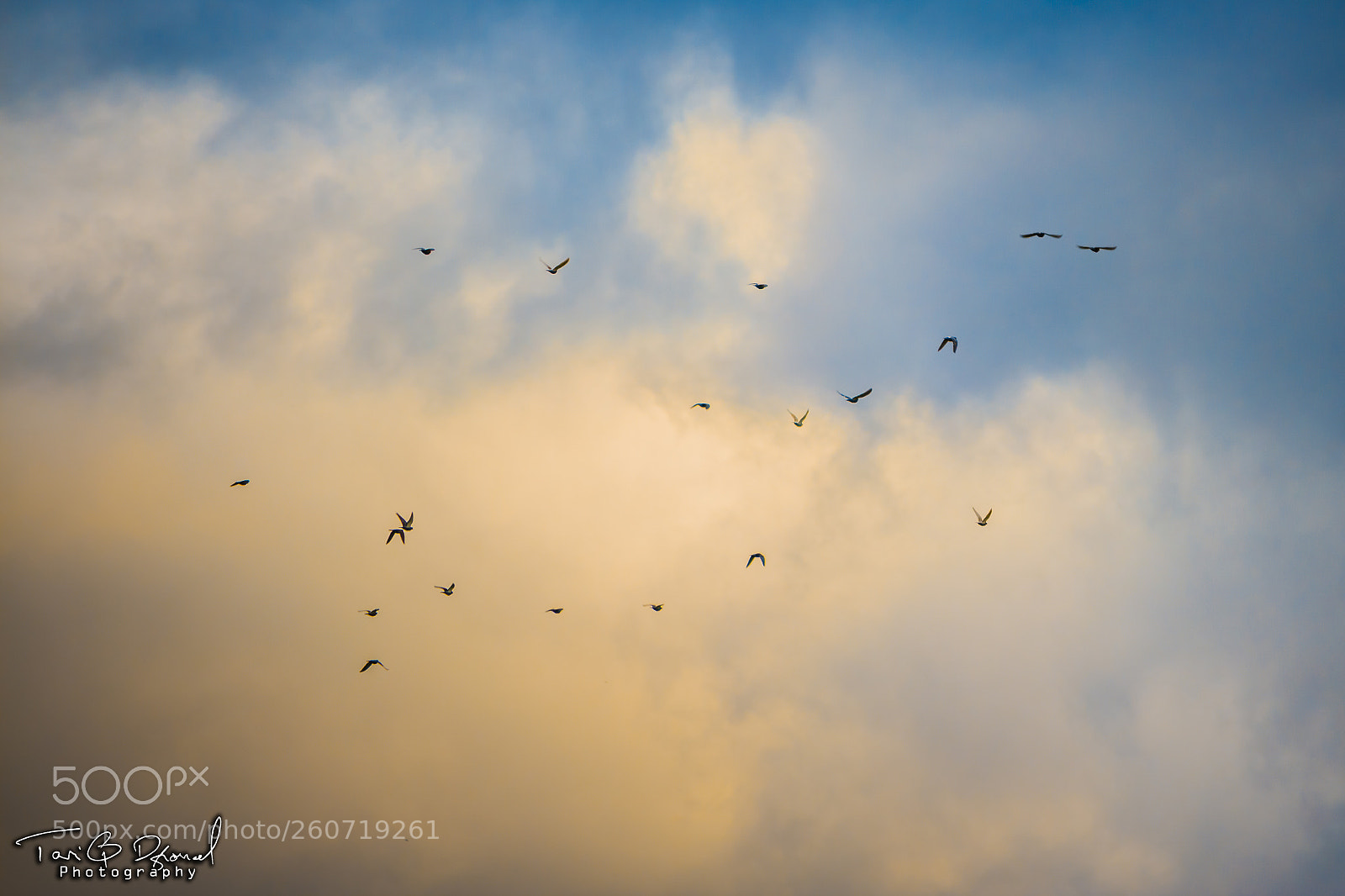 Canon EOS 700D (EOS Rebel T5i / EOS Kiss X7i) sample photo. Birds of the sunset photography
