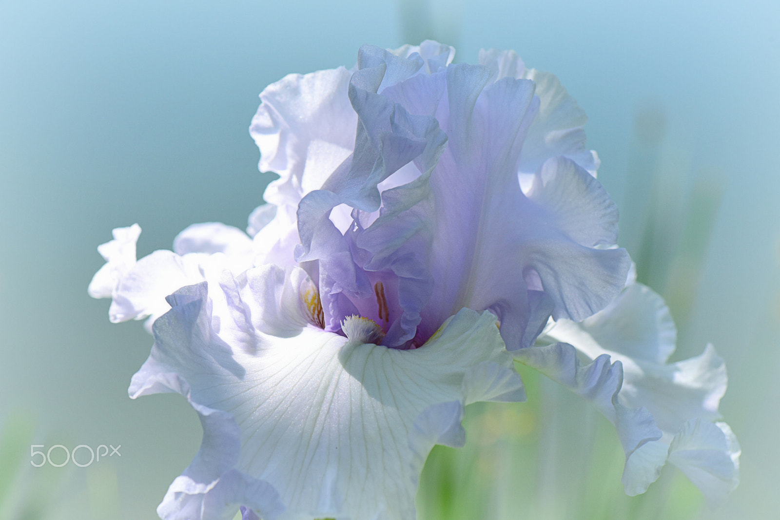 Nikon AF-S Micro-Nikkor 105mm F2.8G IF-ED VR sample photo. Dancing light photography